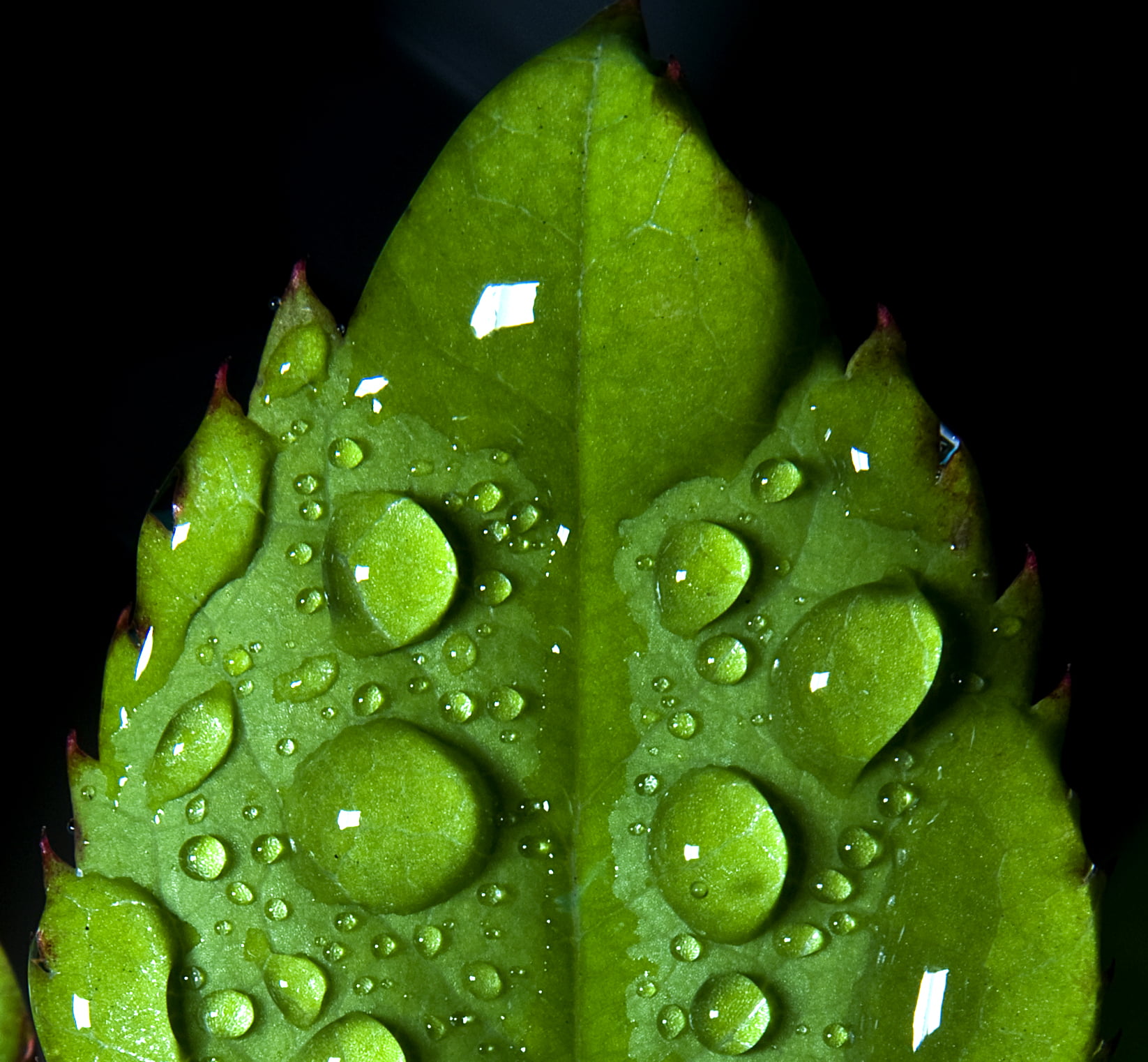 light, leaf, SOE, green Color, macro photography, environment, macrolife, Ottawa  Canada, backgrounds, macro, Dreams, 720P, drop, Star Award, plant, wet, HD Wallpaper