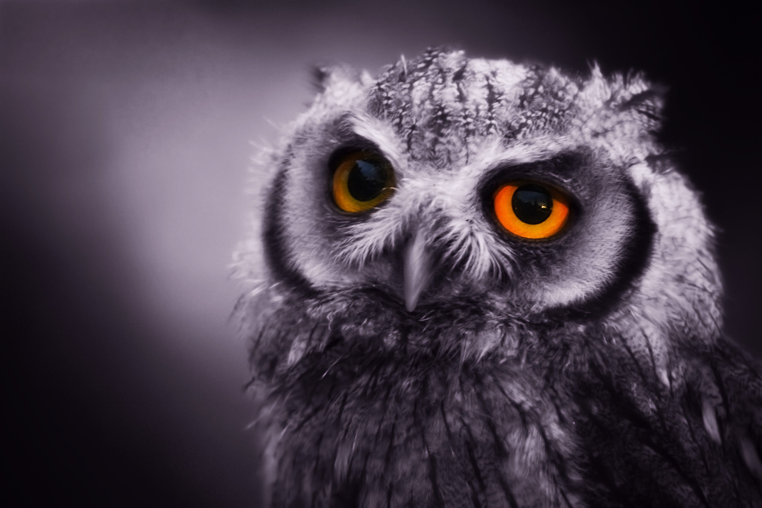 owl, bird of Prey, art, focus, selective, Night Owl, eyed, looking, nature, night, 2K, scops  owl, animal Eye, fantastic, baby  eyes, photography, animals In The Wild, HD Wallpaper