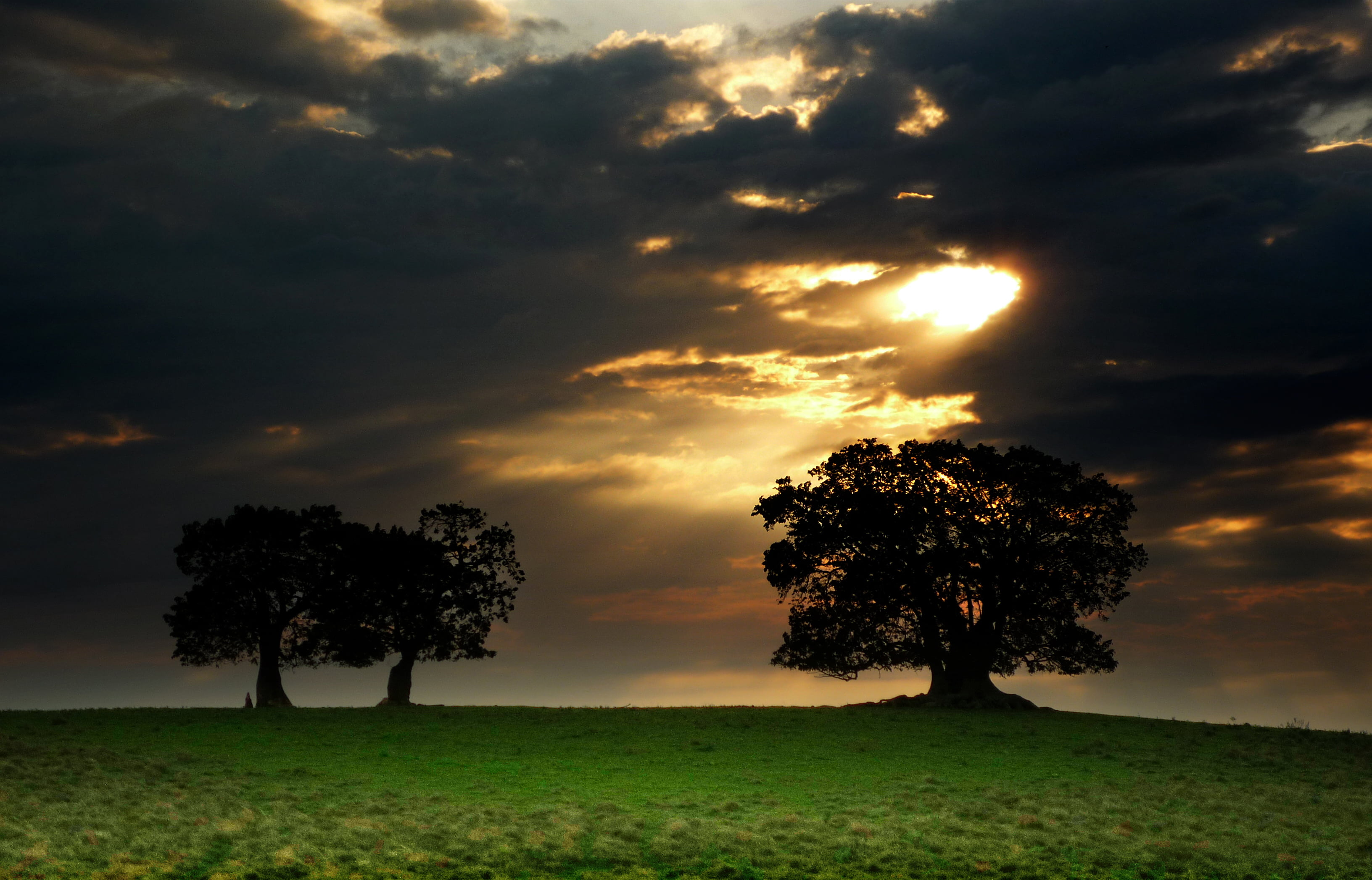 SOE, outdoors, beauty In Nature, tree, meadow, forest, Cloud break, rural Scene, summer, day, season, sky, Panasonic, nature, Uruguay, field, cloud - Sky, HD Wallpaper