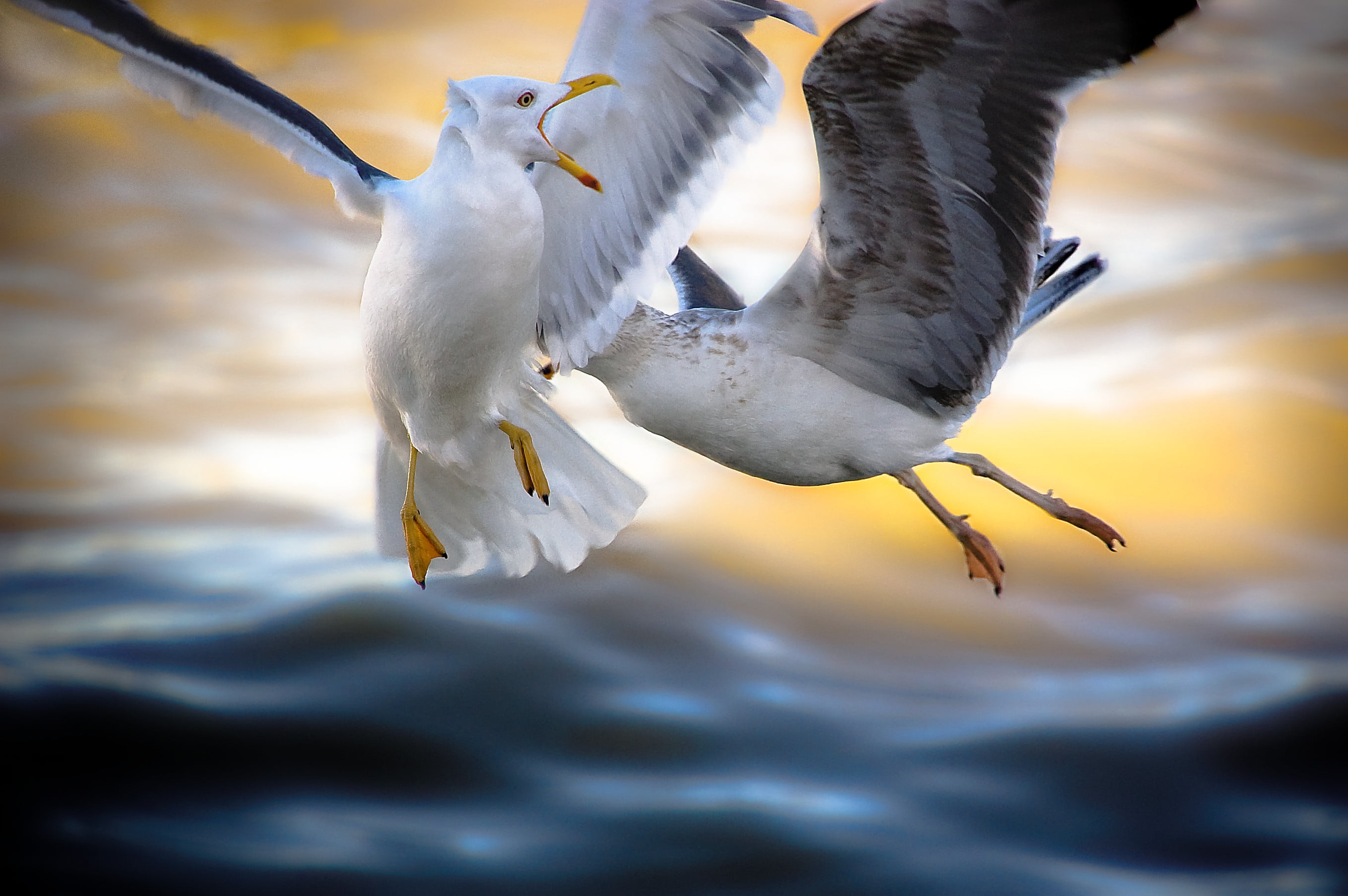 animal, water, two, gull, Angels, black birds, creative_commons, sigma, shallow, SOE, wildlife, fight, sea, birds, parque, portugal, nikon  d40, shallow focus, HD Wallpaper