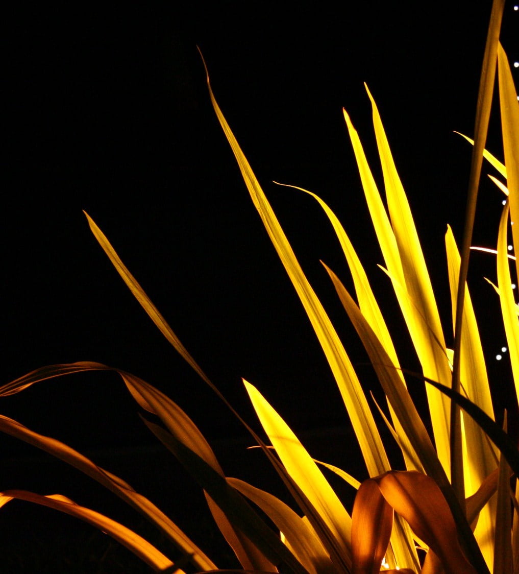 yellow, leaf, color, selective, 480P, SOE, selective color, beige, nature, Phone HD Wallpaper