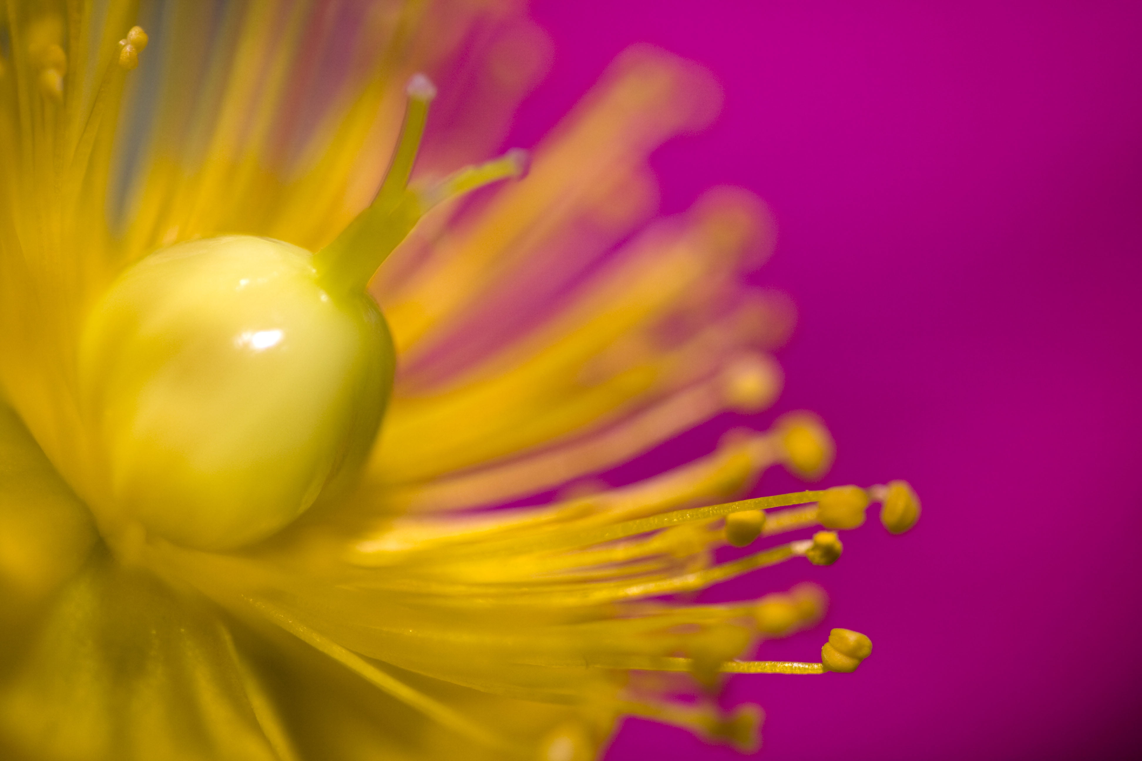 macro, shallow focus, stigma, shallow, flower Head, SOE, plant, focus, yellow, petal, flower, 4K, nature, close-up, purple, single Flower, HD Wallpaper
