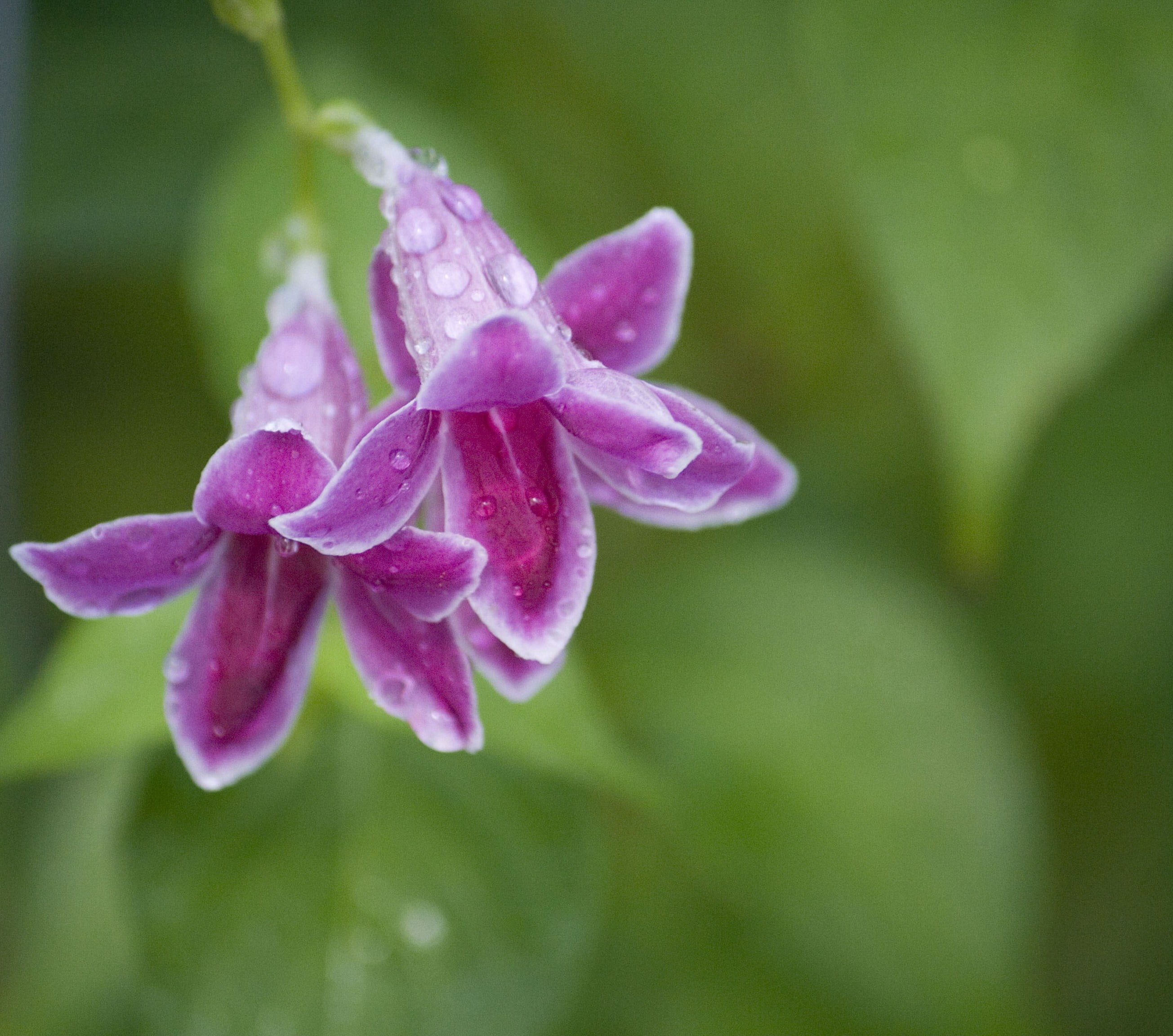 flower, closeup, lullaby, flowers, orchid, pink Color, purple, photo, petaled, close-up, SOE, petal, 2K, nature, flower Head, beauty In Nature, plant, HD Wallpaper