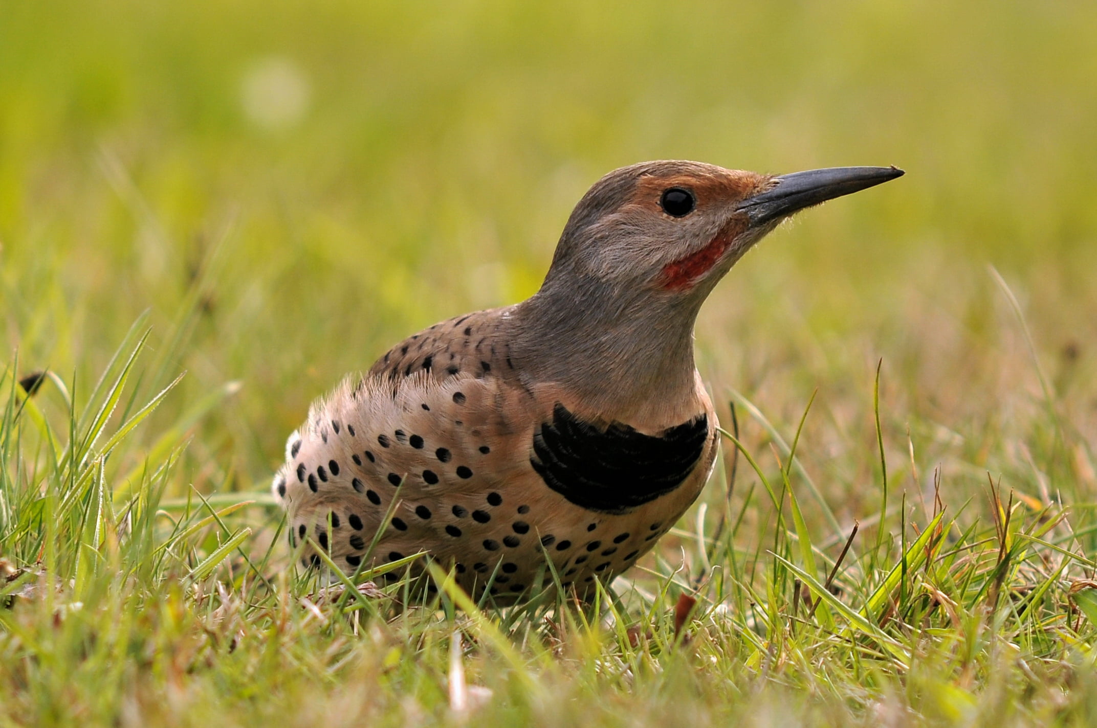long, flicker, animal, grass, Colaptes Auratus, gray, 1080P, outdoors, animals In The Wild, northern, wildlife, SOE, beak, nature, bird, Northern Flicker, HD Wallpaper