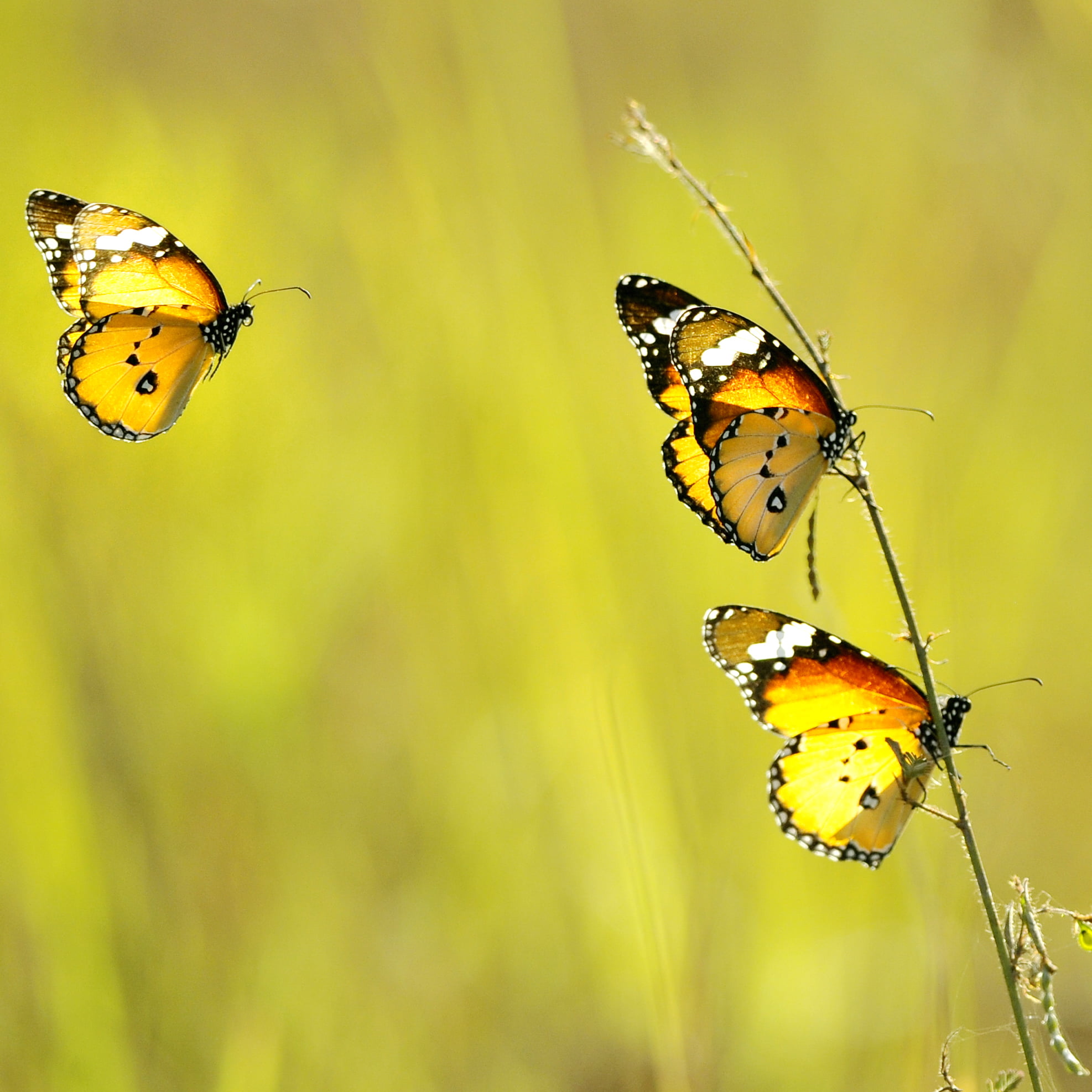 Pot-of-Gold, F.A.B., three, insect, plant, trio, butterfly - Insect, nature, macro, twilight, butterflies, animal Wing, warm, summer, close-up, butterfly, Phone HD Wallpaper