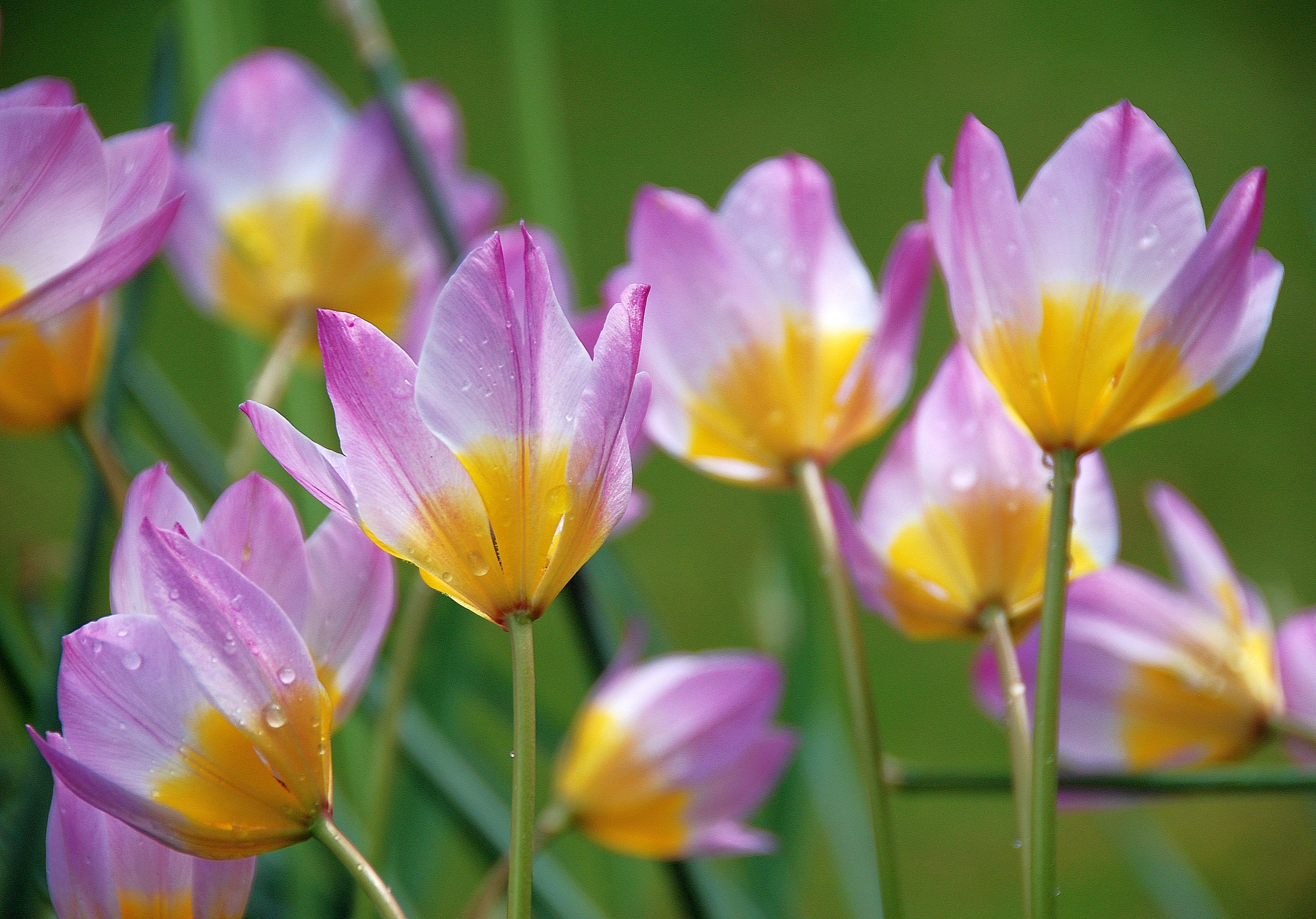 plant, One, genus, pink, Perennials, thursday, Champions, Lens, springtime, GALAXY, World, Nature, 2K, NGC, pink Color, closeup photography, COTH, yellow, HD Wallpaper