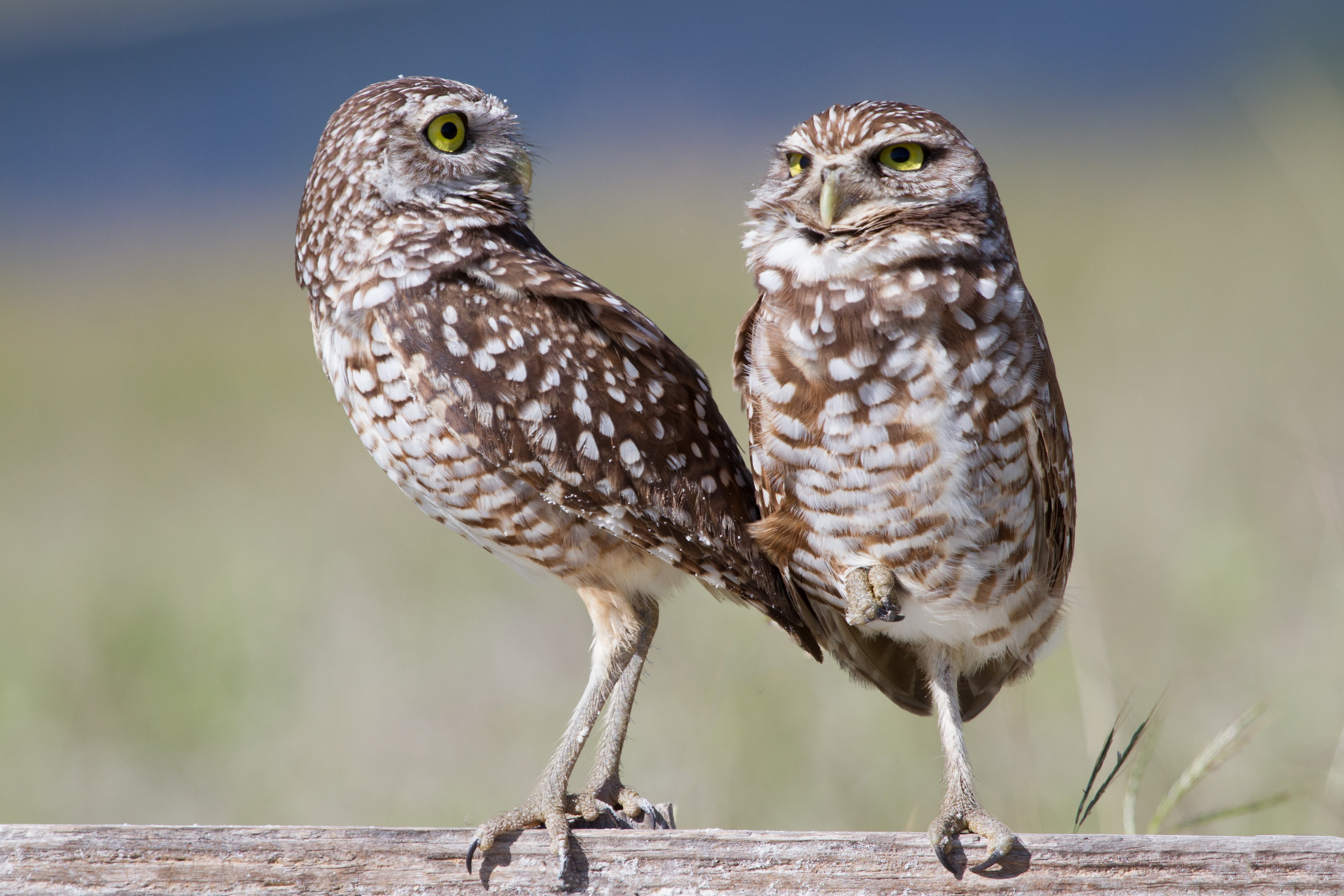 feather, Lens, Owls, give me a break, owl, beak, bird, Yoga, wildlife, surface, 4K, brown, animal, perched, birds, white, Burrowing, Marco Island  Florida, HD Wallpaper
