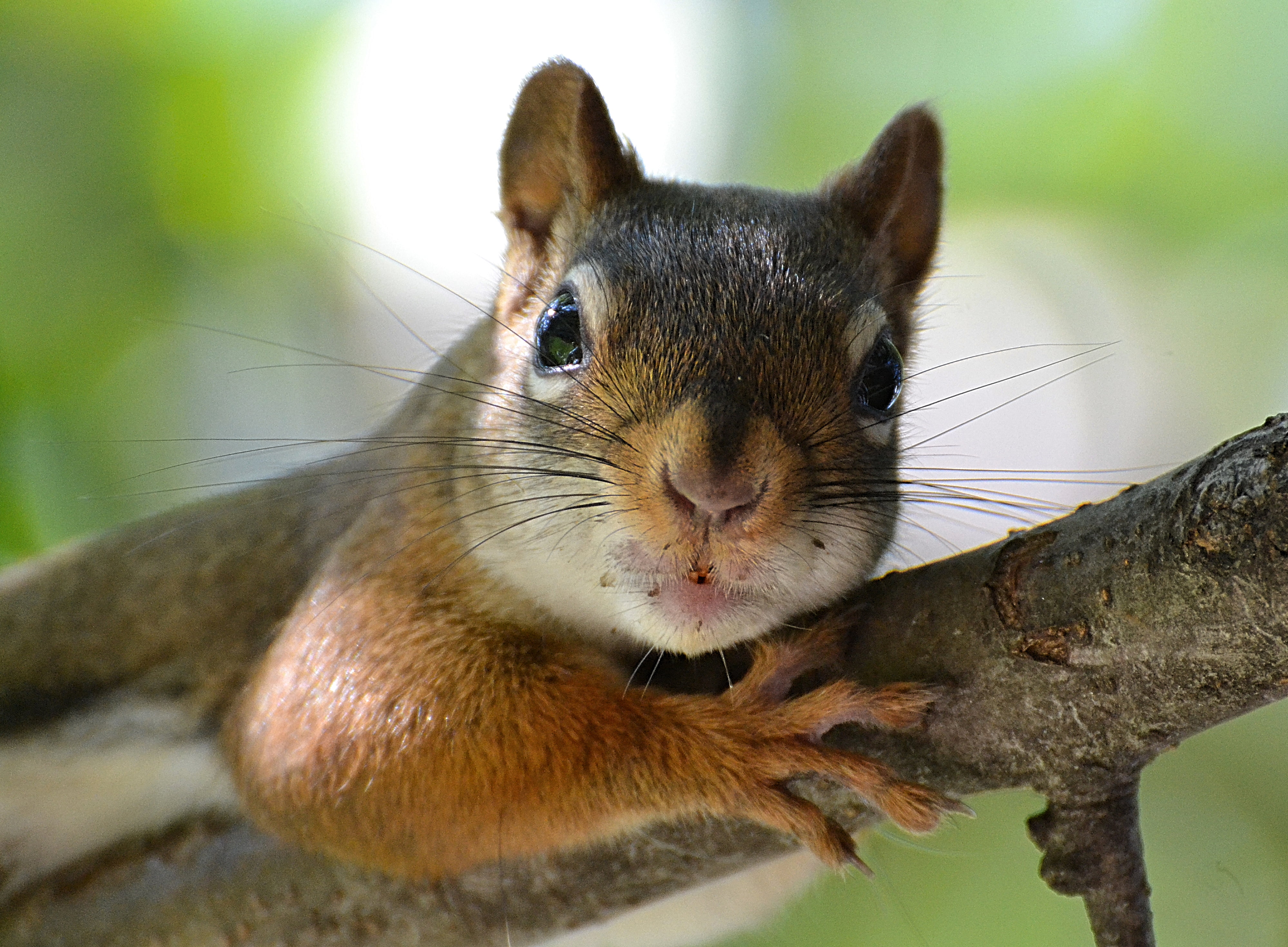 NGC, NPC, fur, branch, animals, animal, squirrels, red squirrel, tree, Dr, mammal, squirrel, rodent, Sinister, 4K, close-up, whiskers, COTH, nature, claws, HD Wallpaper
