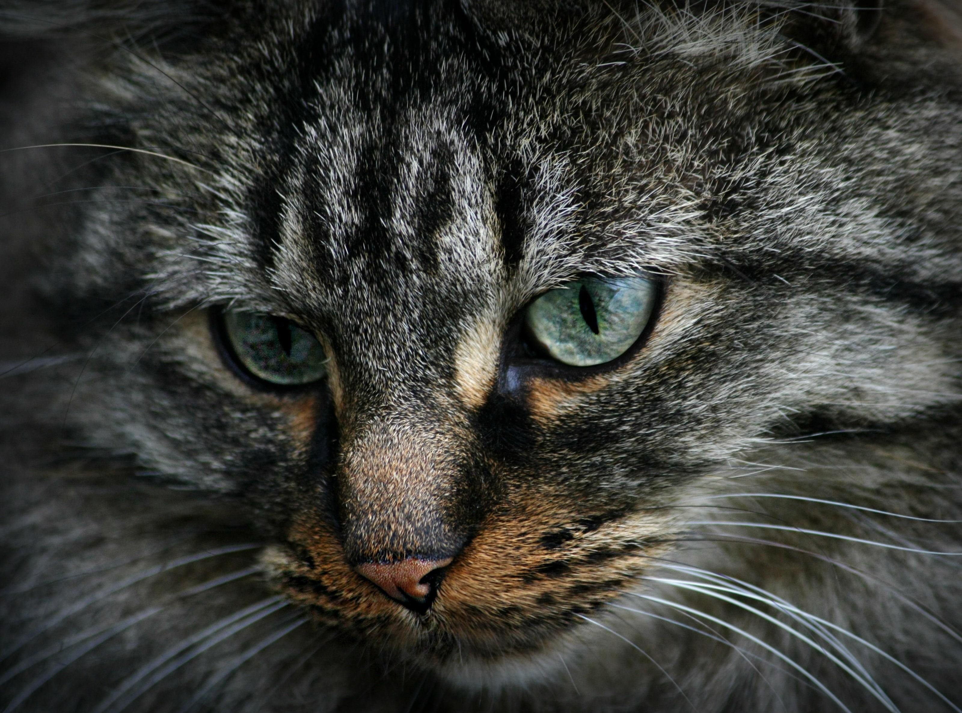 Cats, yellow eyes, no people, Moment, domestic, Italy, close-up, animal themes, gatti, Portrait, feline, body part, gray, eye, cat, whisker, happy, Level, HD Wallpaper