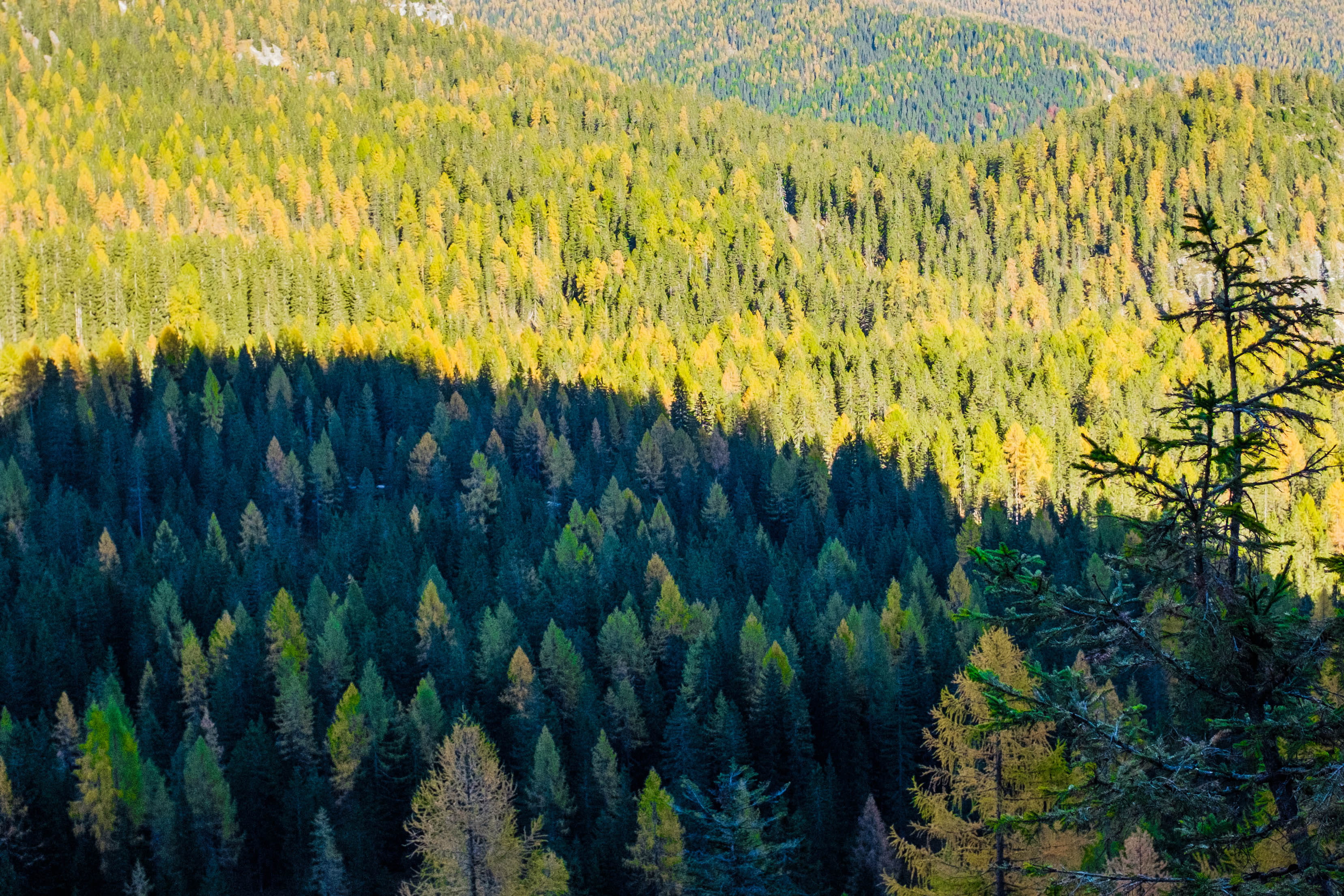 land, remote, beauty in nature, woodland, tranquility, sorapiss, growth, coniferous tree, non-urban scene, no people, outdoors, scenics - nature, pine woodland, HD Wallpaper
