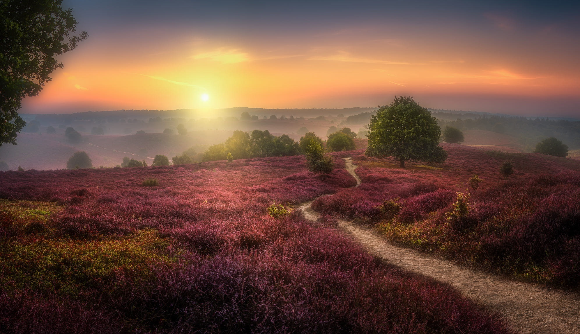 1080P, The Veluwezoom, sunset, Herman van den Berge, field, HD Wallpaper