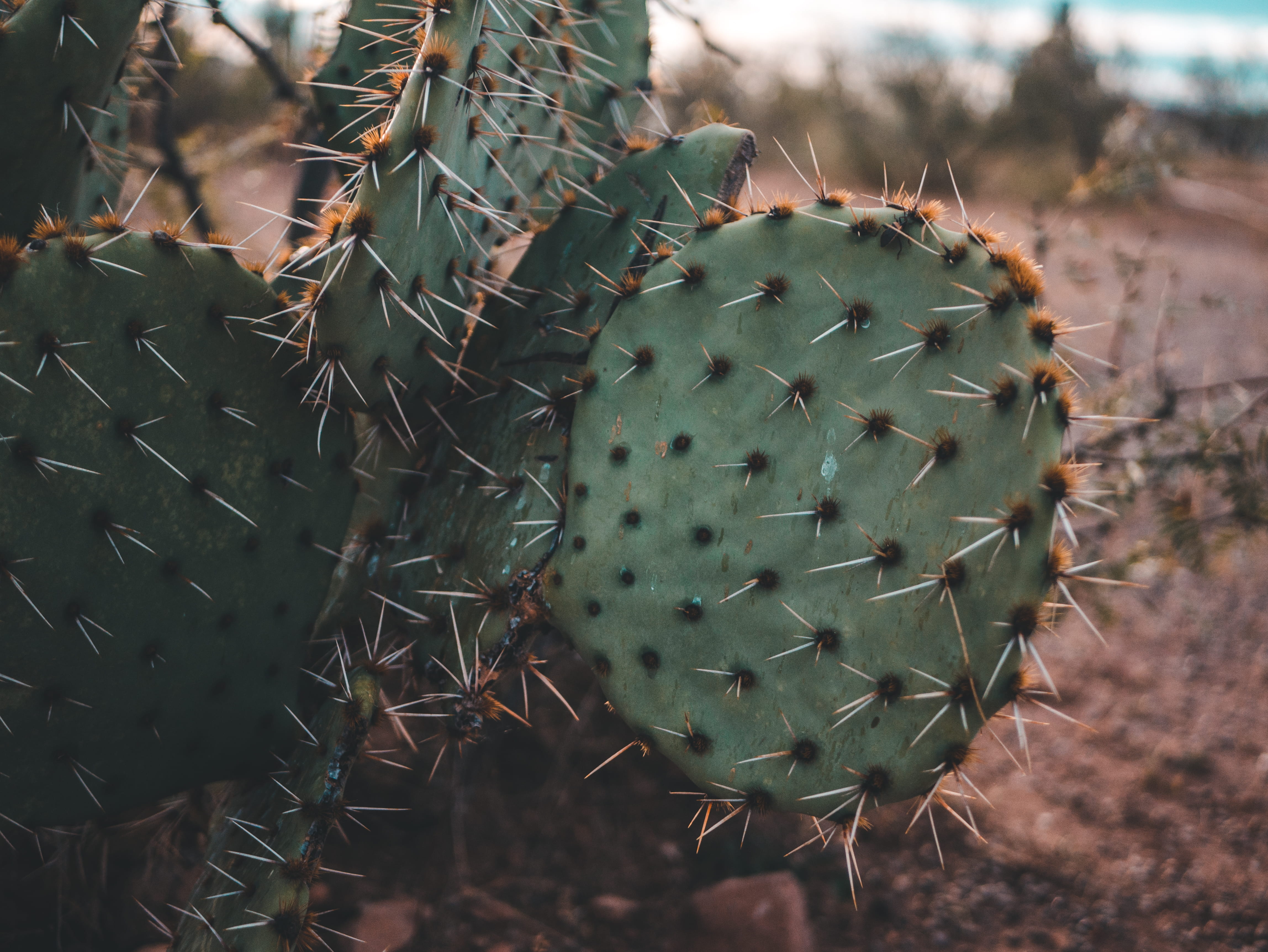 close-up, orange, growth, rochs, nature, spiky, mexico, paquime, climate, no people, thorns, mexican, day, flora, outdoors, focus on foreground, green color, HD Wallpaper