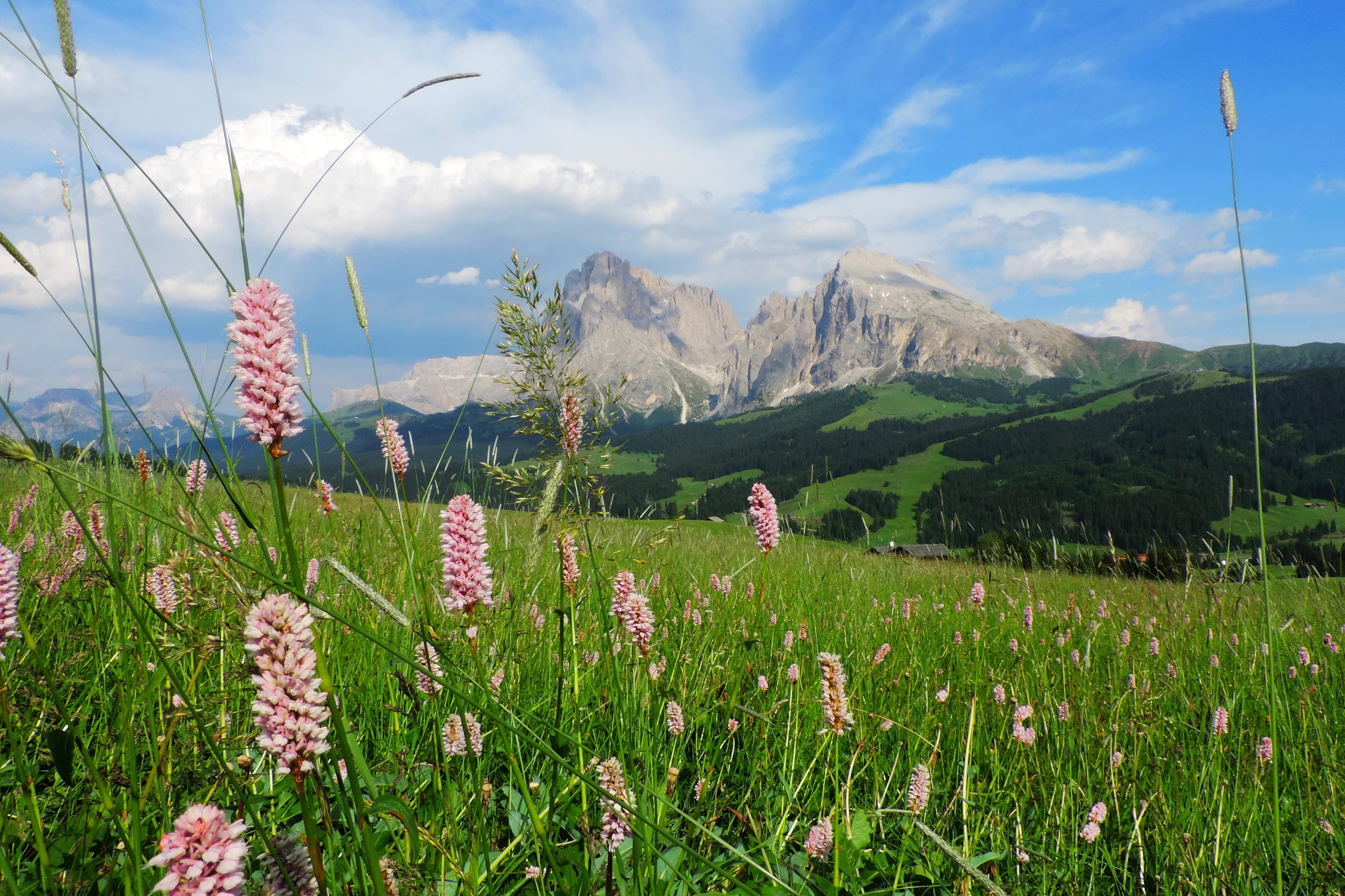 mountain peak, plant, land, seiser alm, field, day, freshness, sassolungo group, plattkofel, flowering plant, grass, outdoors, landscape, cloud - sky, beauty in nature, HD Wallpaper