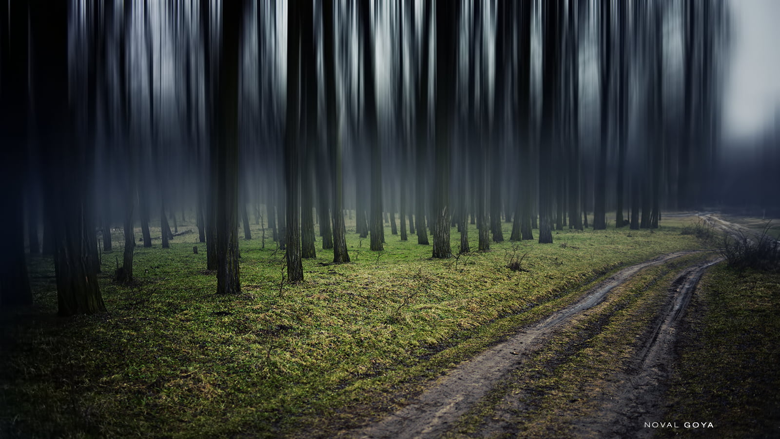 woodland, magical, colours, photography, Forest, mist, fx, country, nature, colour, goya, rural Scene, life, fullframe, pathway, noval, light, nice, tree, HD Wallpaper