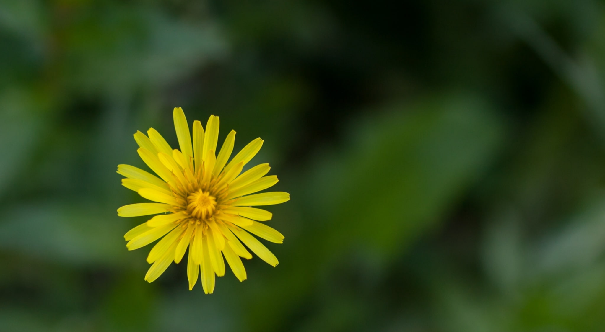 vulnerability, Green, Flower, flower head, macro, no people, outdoors, petal, day, focus on foreground, Focus, eos5dmarkii, Dandelion, 5dmarkii, growth, HD Wallpaper