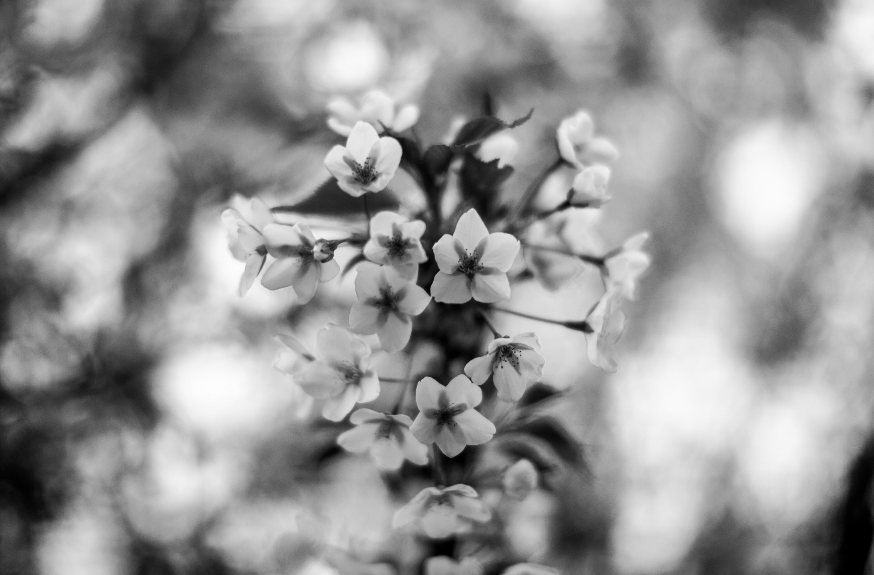 Cherry, blossoms, flower, focus on foreground, selective focus, tree, branch, plant, eos5dmarkii, 2K, close-up, freshness, cherryblossoms, growth, China, HD Wallpaper