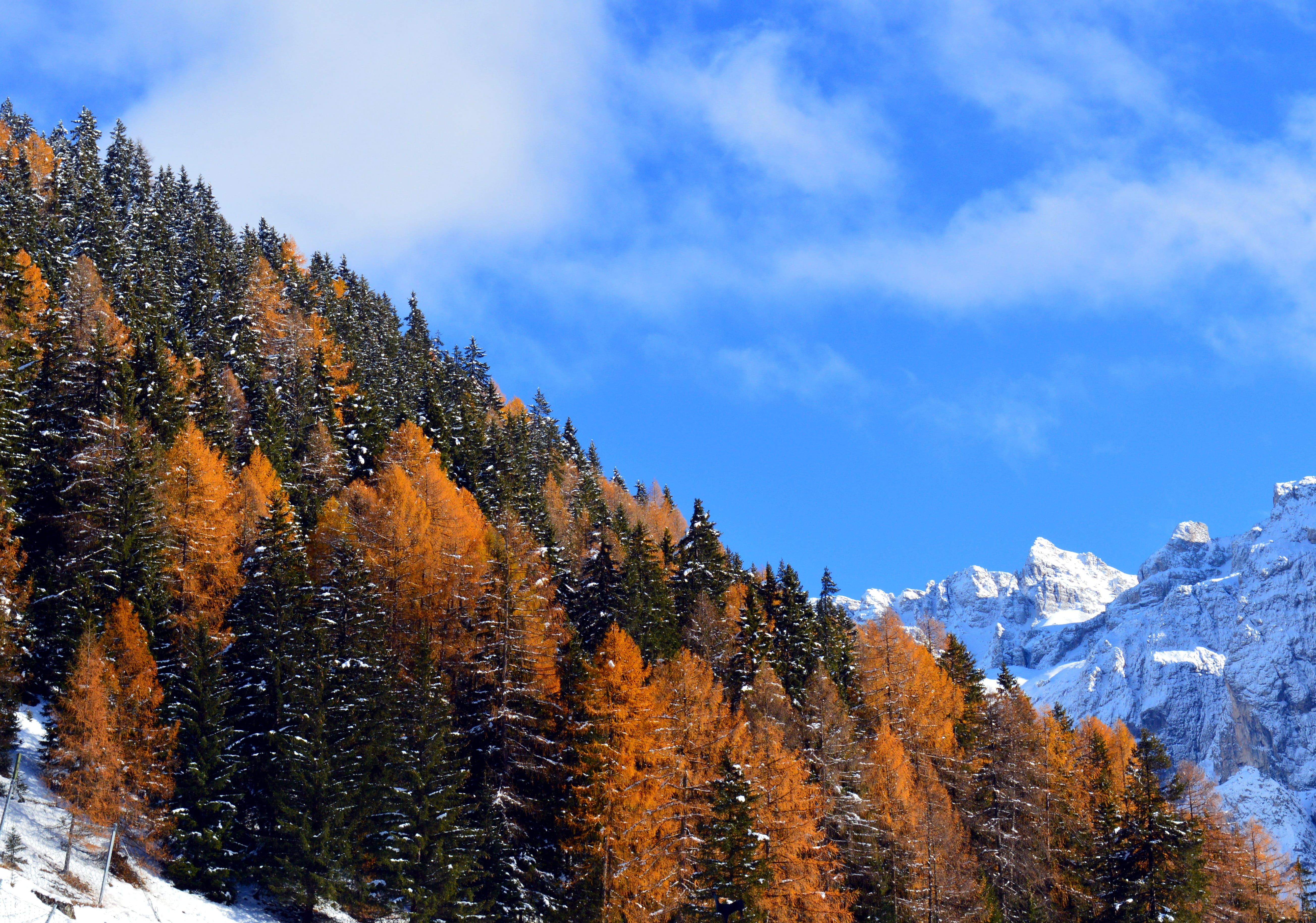 winter blast, italy, plant, panorama, day, white, winter, nature, blue, pine tree, no people, beautiful, tranquility, alpine, snowcapped mountain, mountain peaks, HD Wallpaper