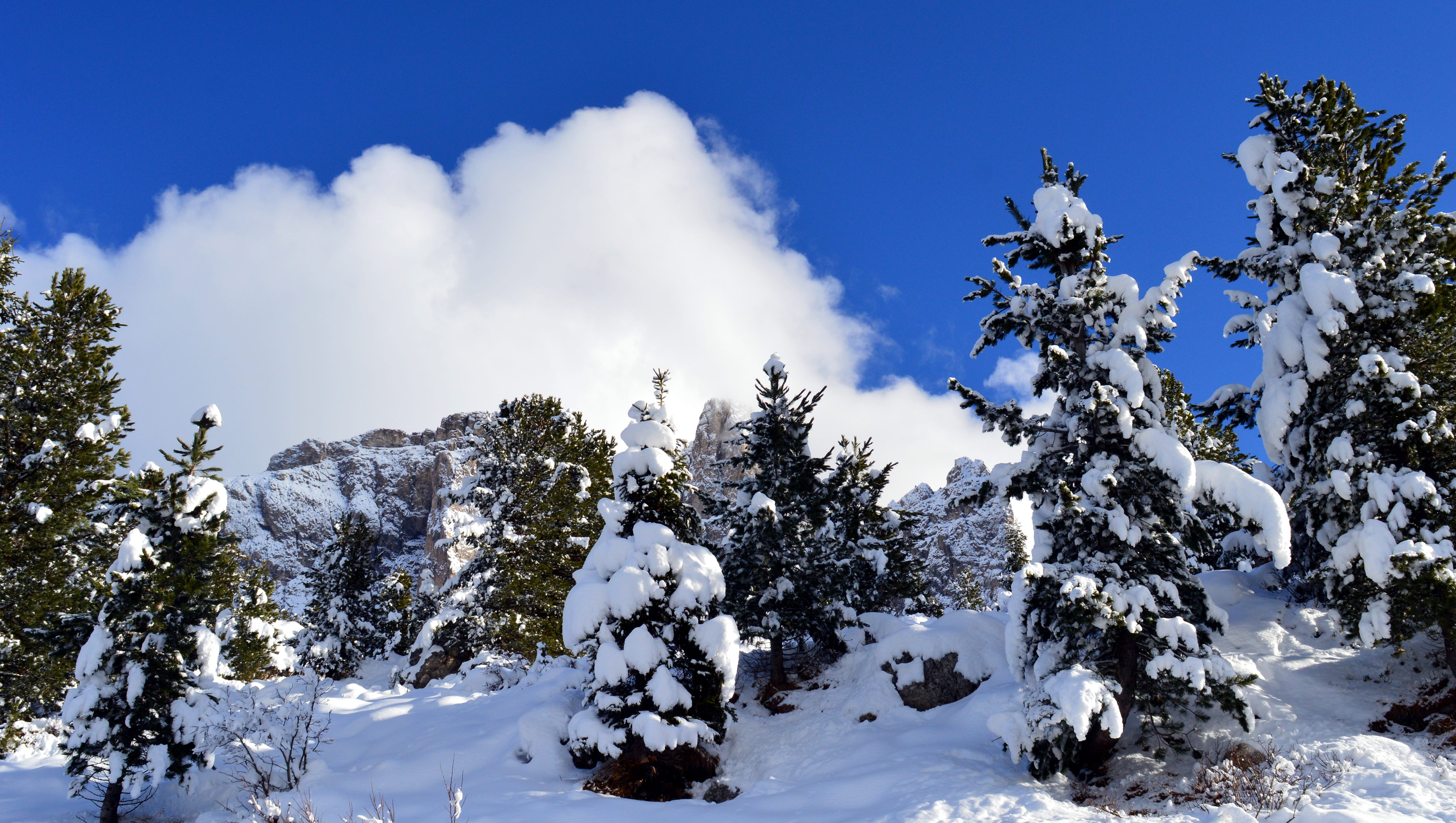 italy, no people, mood, white, dolomites, high mountains, pine tree, sella group, south tyrol, sky, cold, beauty in nature, scenics - nature, snow, landscape, HD Wallpaper
