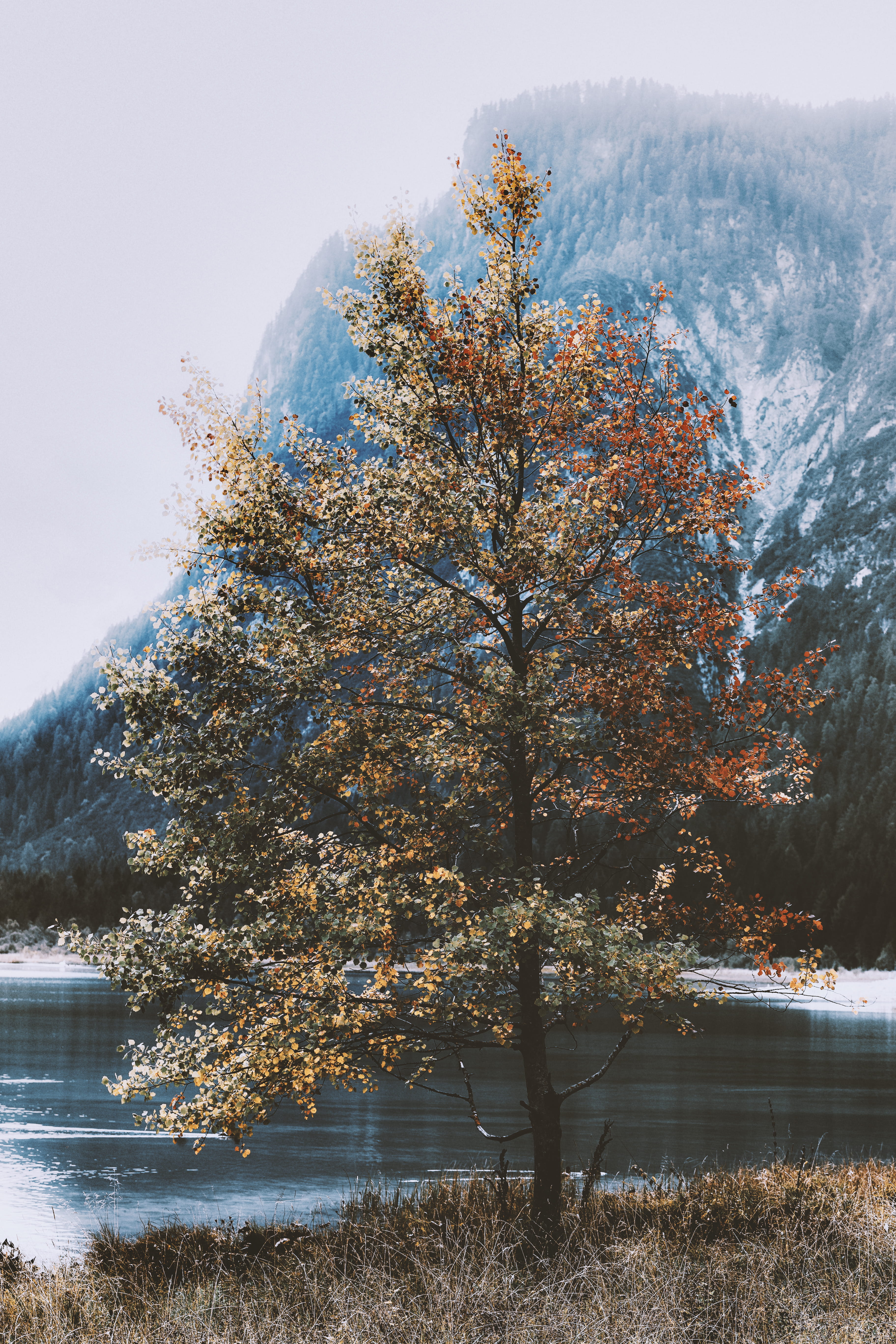 growth, landscape, outdoors, scenery, cherry blossom, abies, nature, marsh, change, tranquil scene, conifer, green, water, tree, land, flora, leafed, mountain, Phone HD Wallpaper