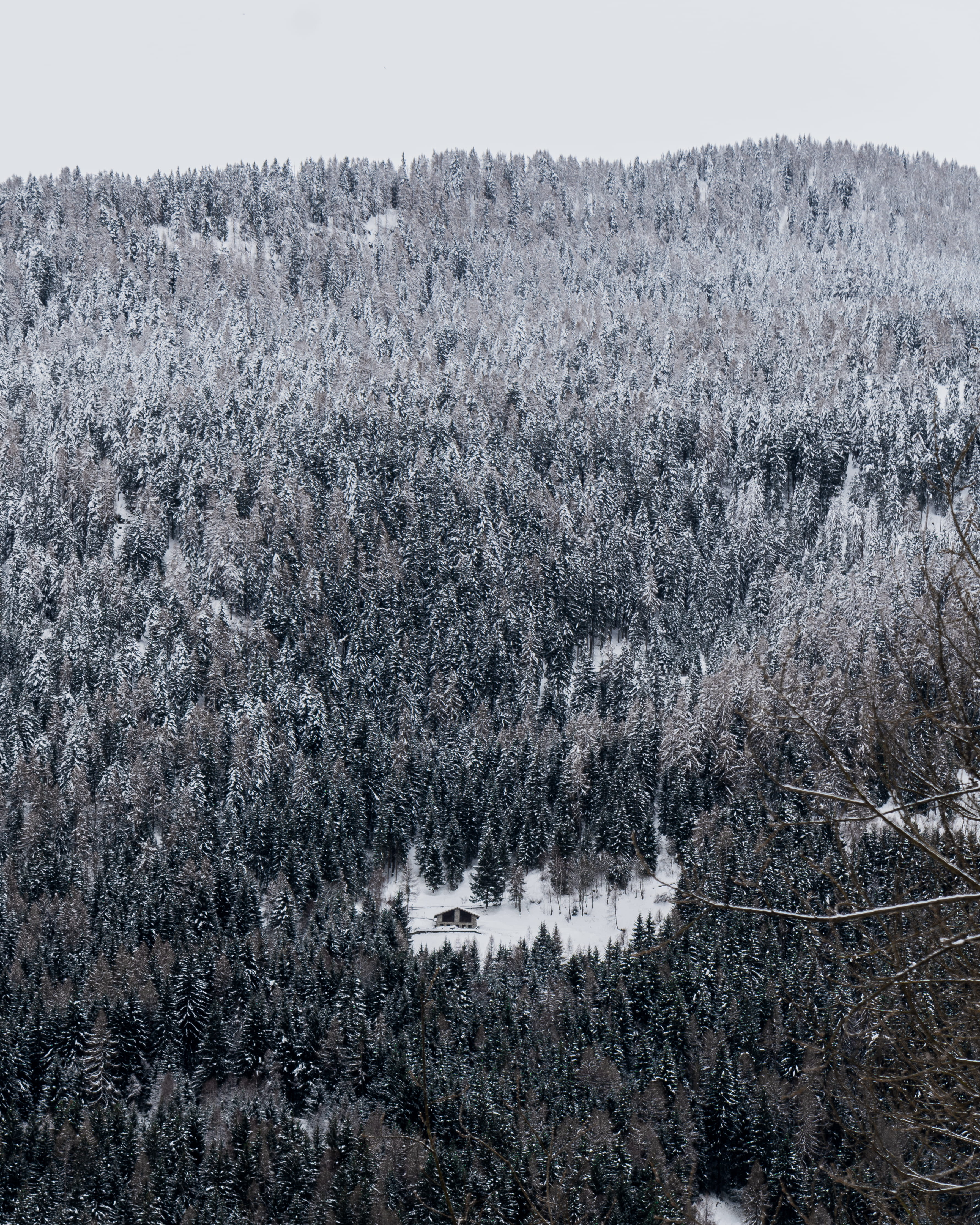 tree, rug, land, landscape, sondrio, growth, woodland, 4K, sky, plant, fir, vegetation, tranquility, angle, cold temperature, outdoors, alpi, high, scenics - nature, Phone HD Wallpaper