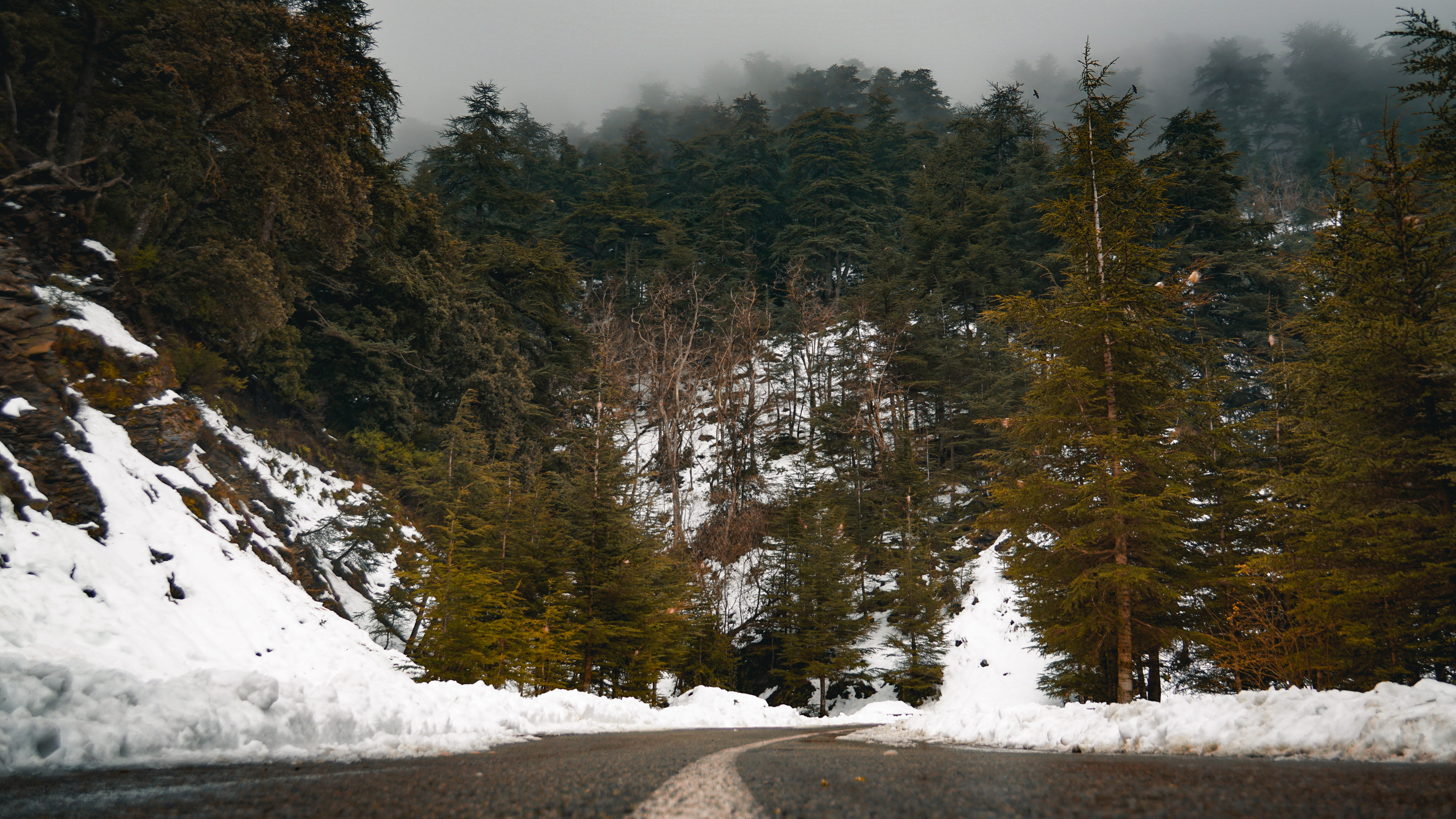 tranquil scene, monta, no people, snowcapped mountain, fir, scenics - nature, conifer, beauty in nature, cold temperature, 5K, sky, piste, abies, day, HD Wallpaper