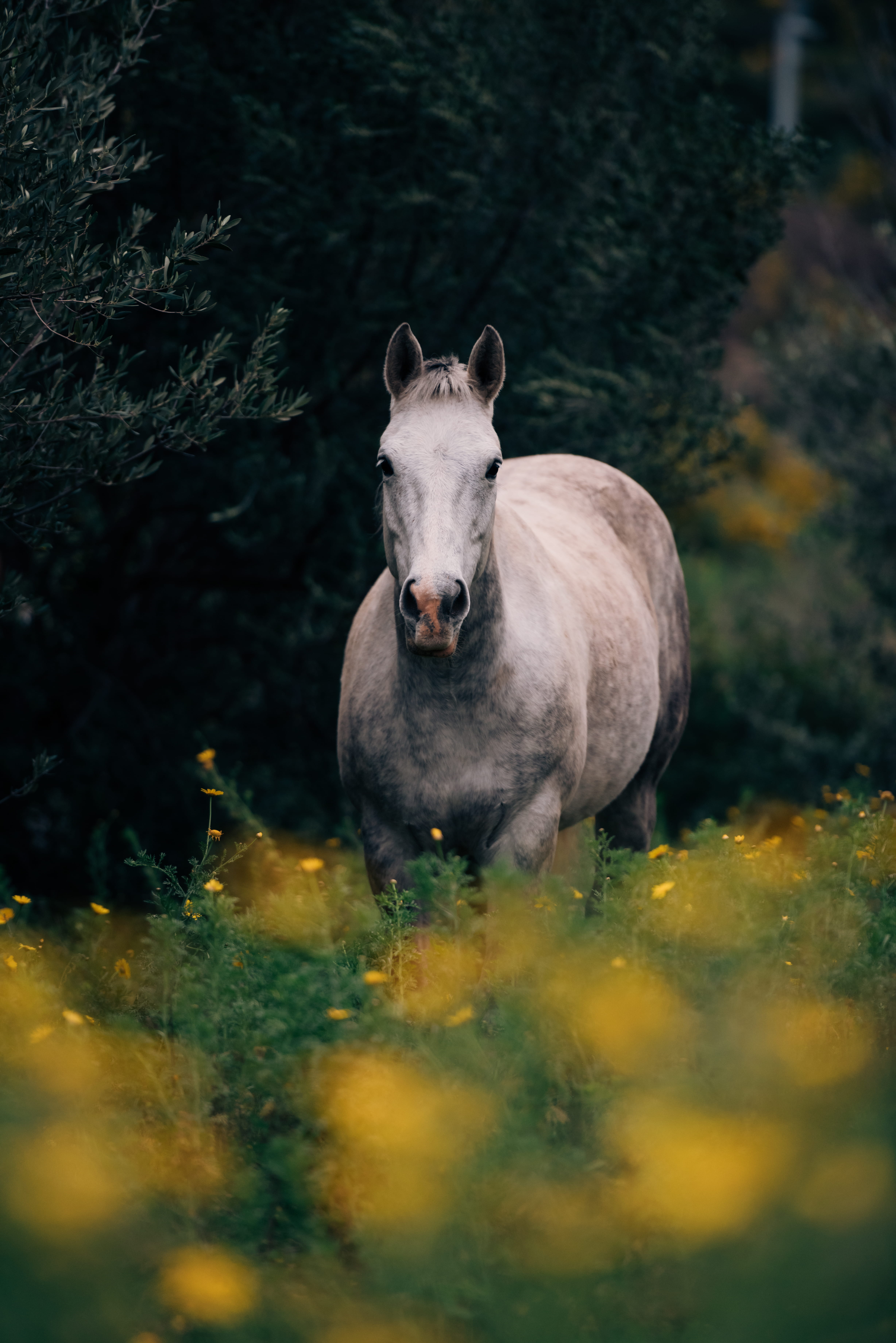 animal themes, stallion, pets, mane, wild, simple, italy, nature, flower, animal wildlife, 5K, outdoors, yellow, domestic, gray, fairytale, no people, Phone HD Wallpaper