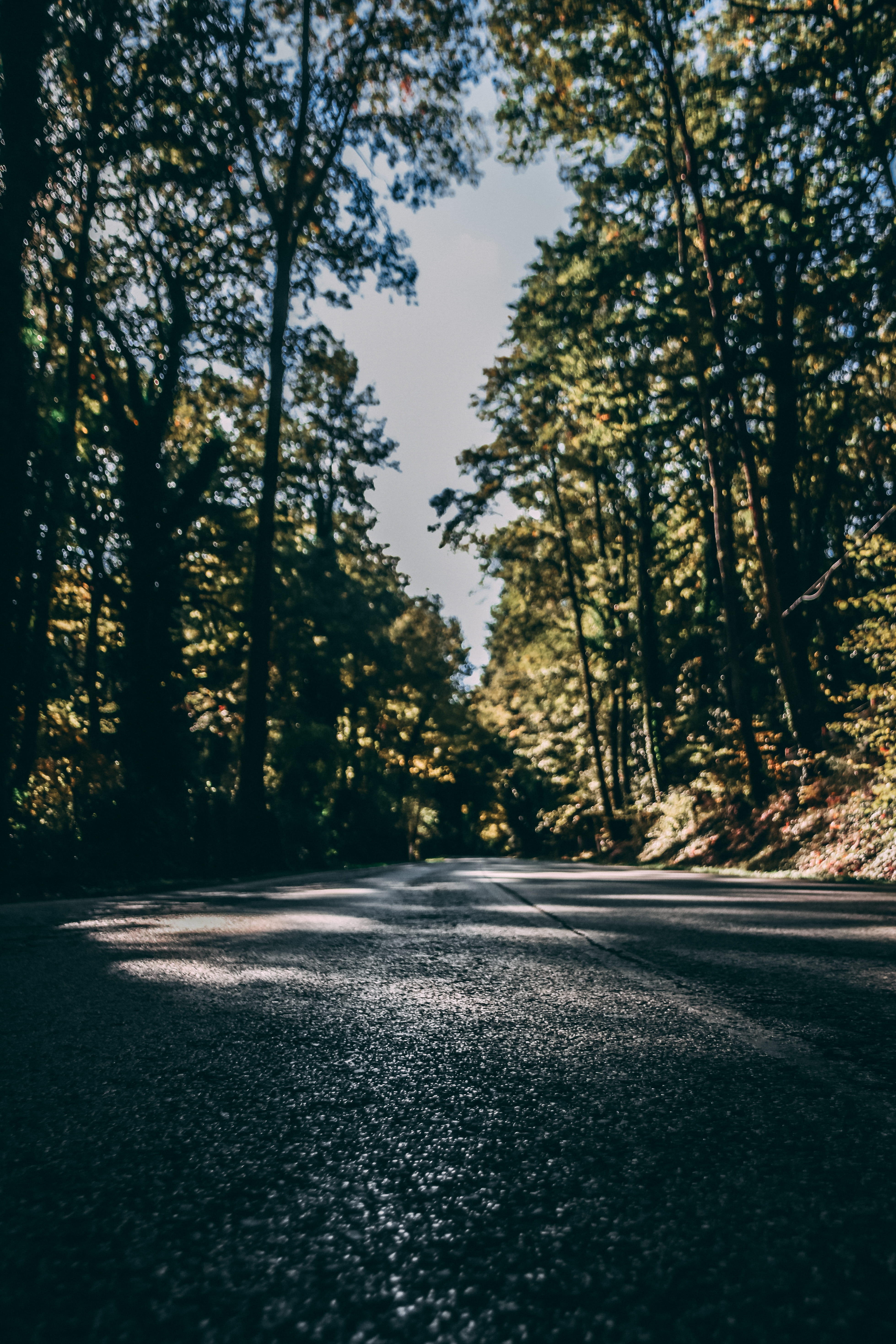 photography, covered, growth, sign, beauty in nature, no people, road marking, outdoors, symbol, day, tall, transportation, 5K, low, plant, concrete, asphalt, Phone HD Wallpaper