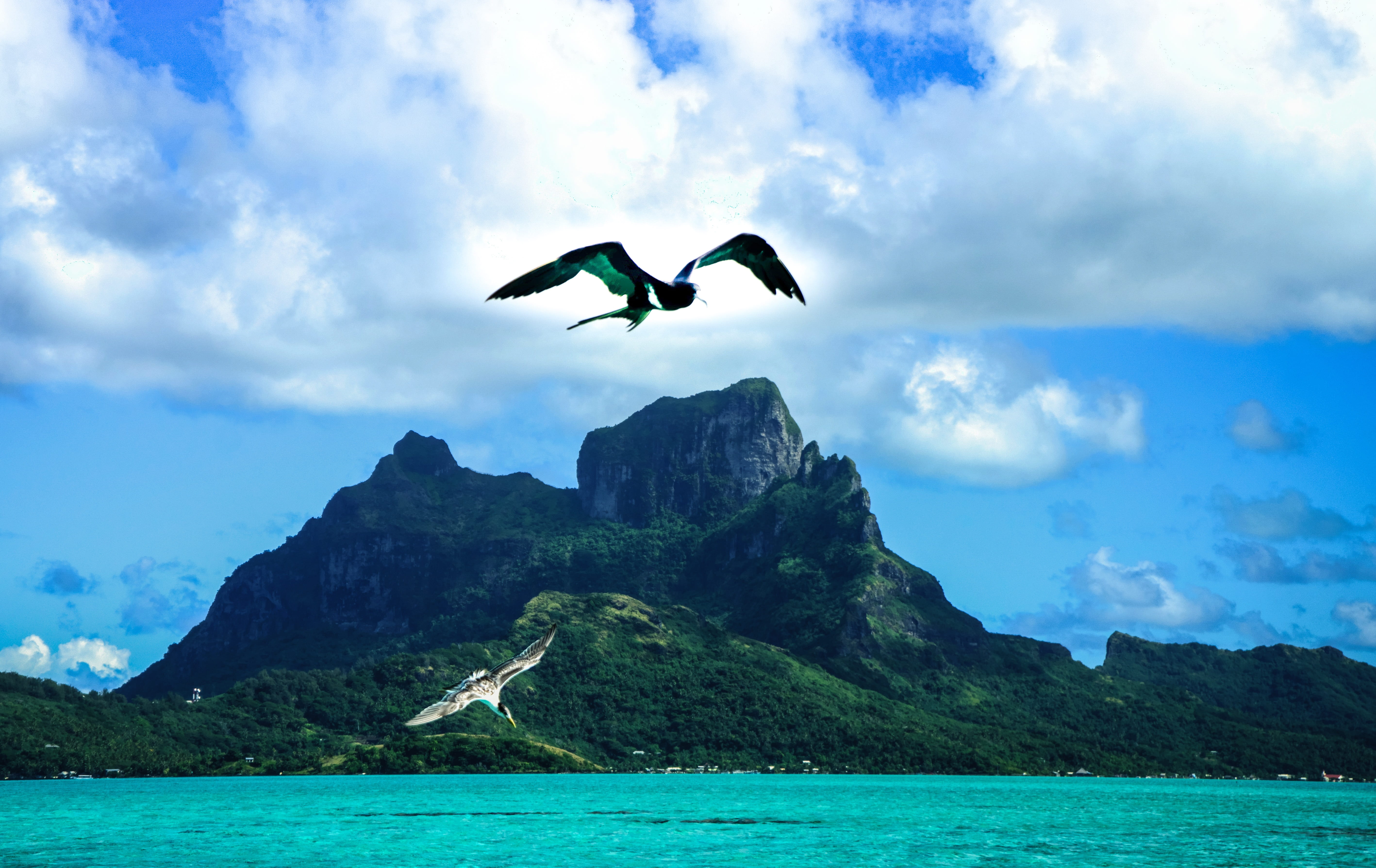 paradise, bora bora, animal themes, birds, nature, tourism, flight, french, bird, spread wings, two, cloud - sky, scenic, one animal, outdoor, no people, HD Wallpaper