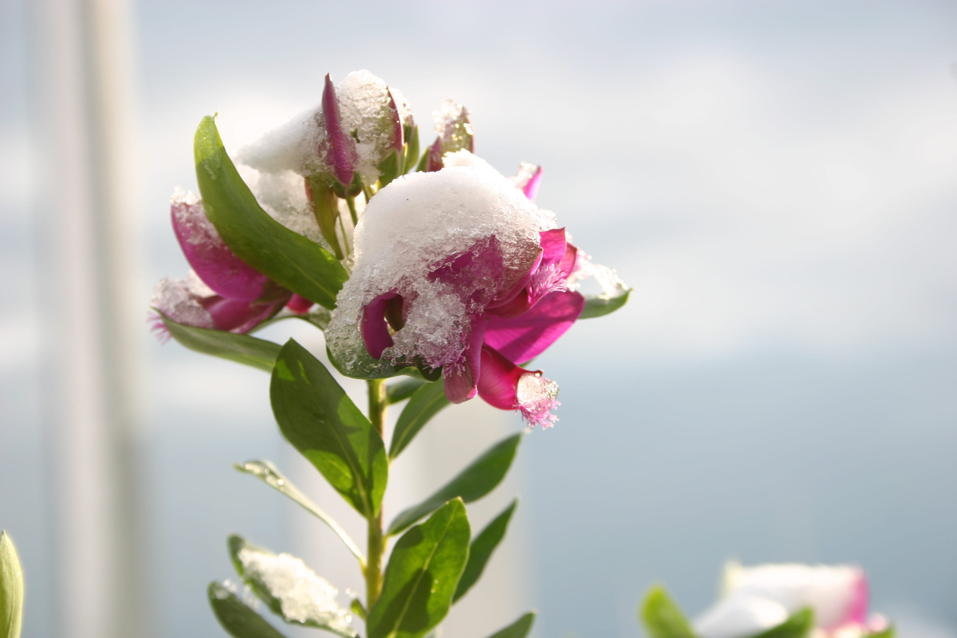 Neve, flower, inflorescence, no people, focus on foreground, pink color, beauty in nature, nature, growth, vulnerability, rose, petal, plant, flower arrangement, HD Wallpaper
