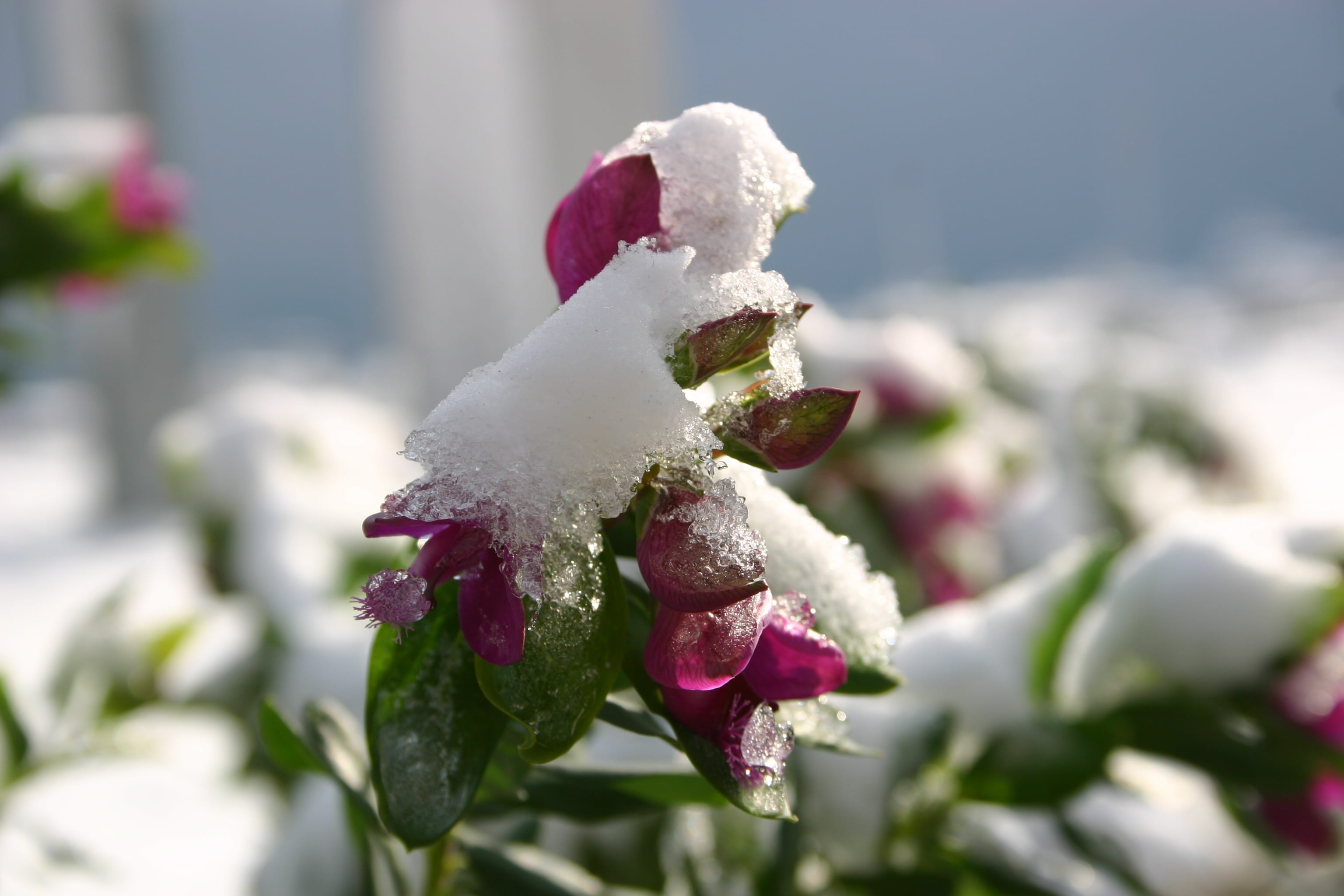 focus on foreground, fragility, plant, inverno, Neve, freshness, vulnerability, nature, day, flower head, no people, 2K, flowering plant, softness, outdoors, HD Wallpaper