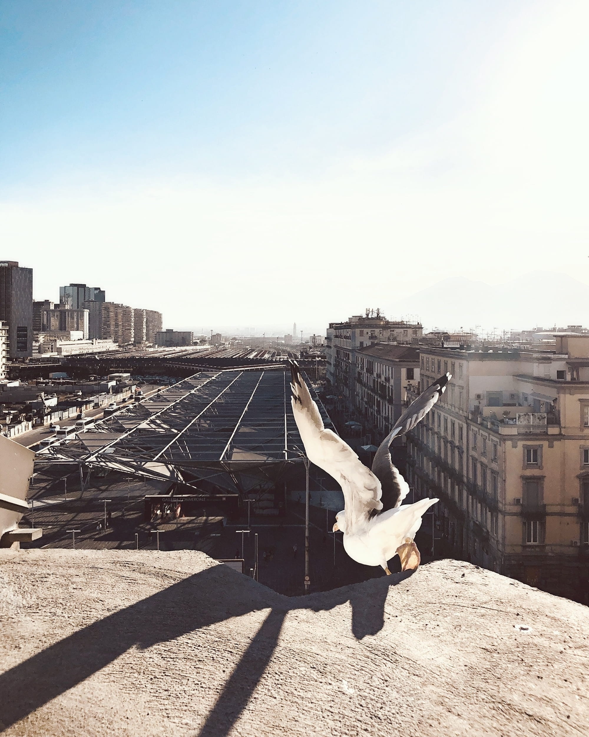 building, animal wildlife, shadow, building exterior, animal, sky, bird, architecture, fly, no people, 1080P, one animal, italium, built structure, seagull, Phone HD Wallpaper