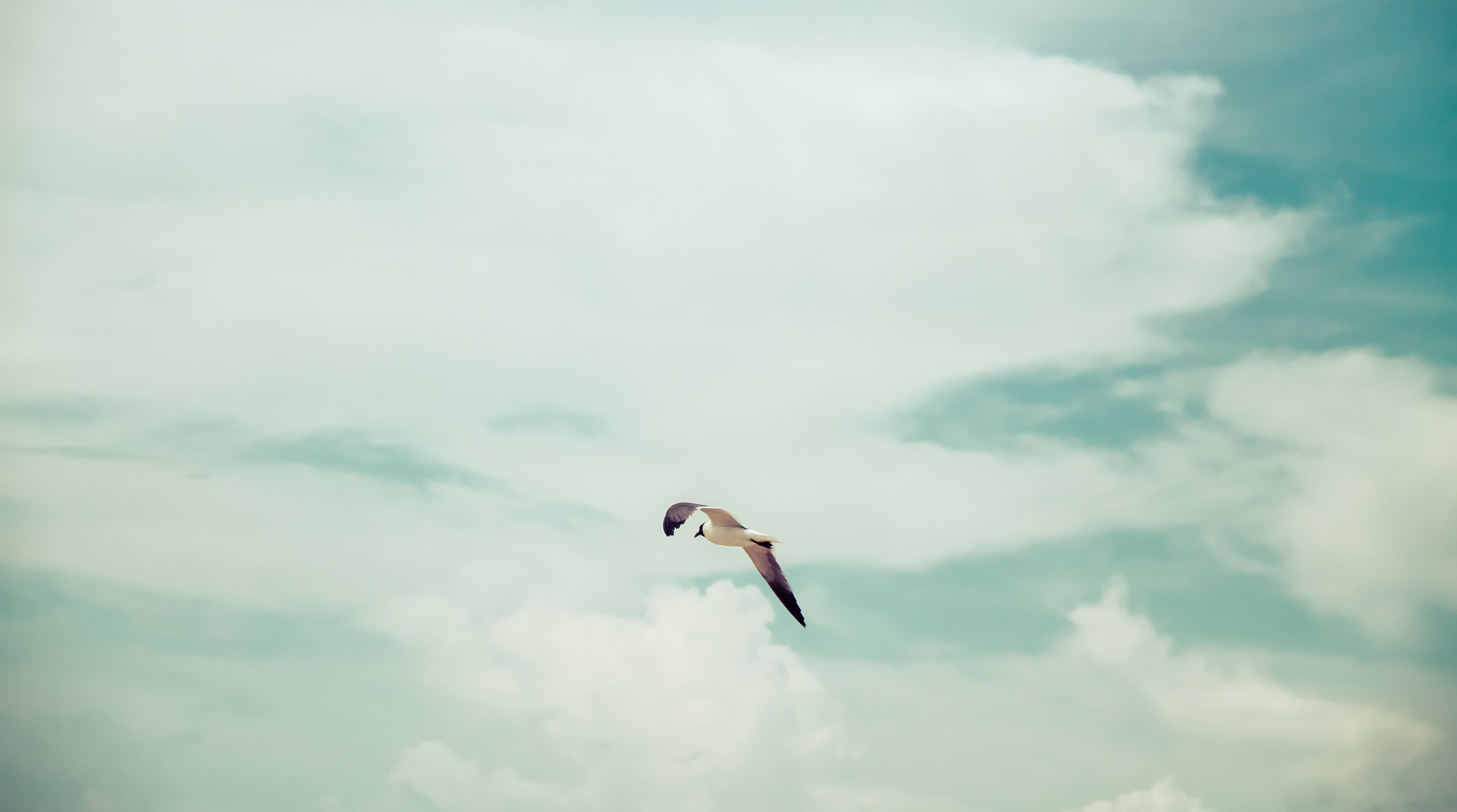 Blue, Flight, motion, animal themes, Nature, beauty in nature, Clouds, animals in the wild, Texas, dom, cloud - sky, sky, Sun and Sky, portaransas, Animal, HD Wallpaper