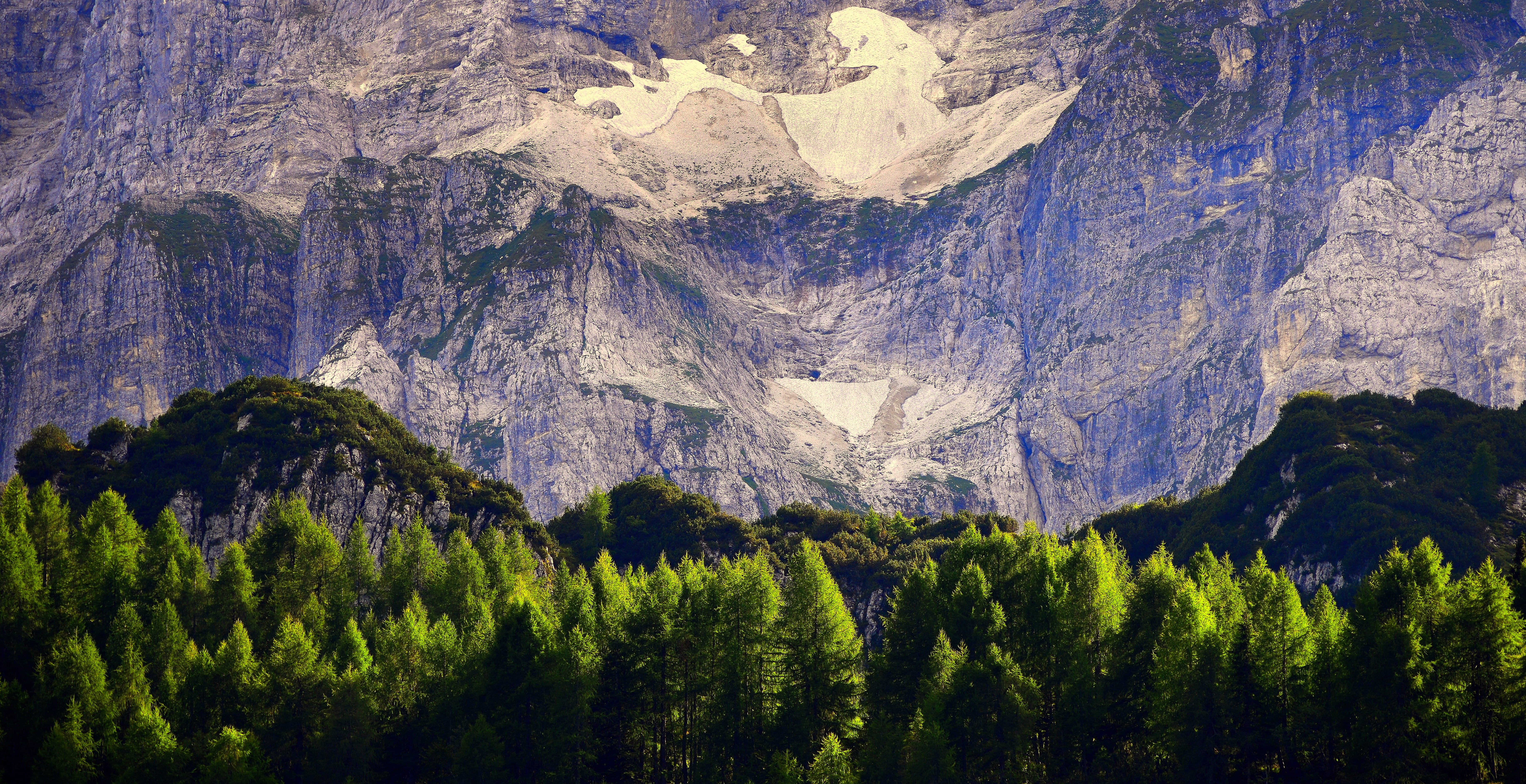 land, tree, sella nevea, outdoors, growth, scenics - nature, forest, 5K, beauty in nature, pine tree, pine woodland, coniferous tree, non-urban scene, HD Wallpaper