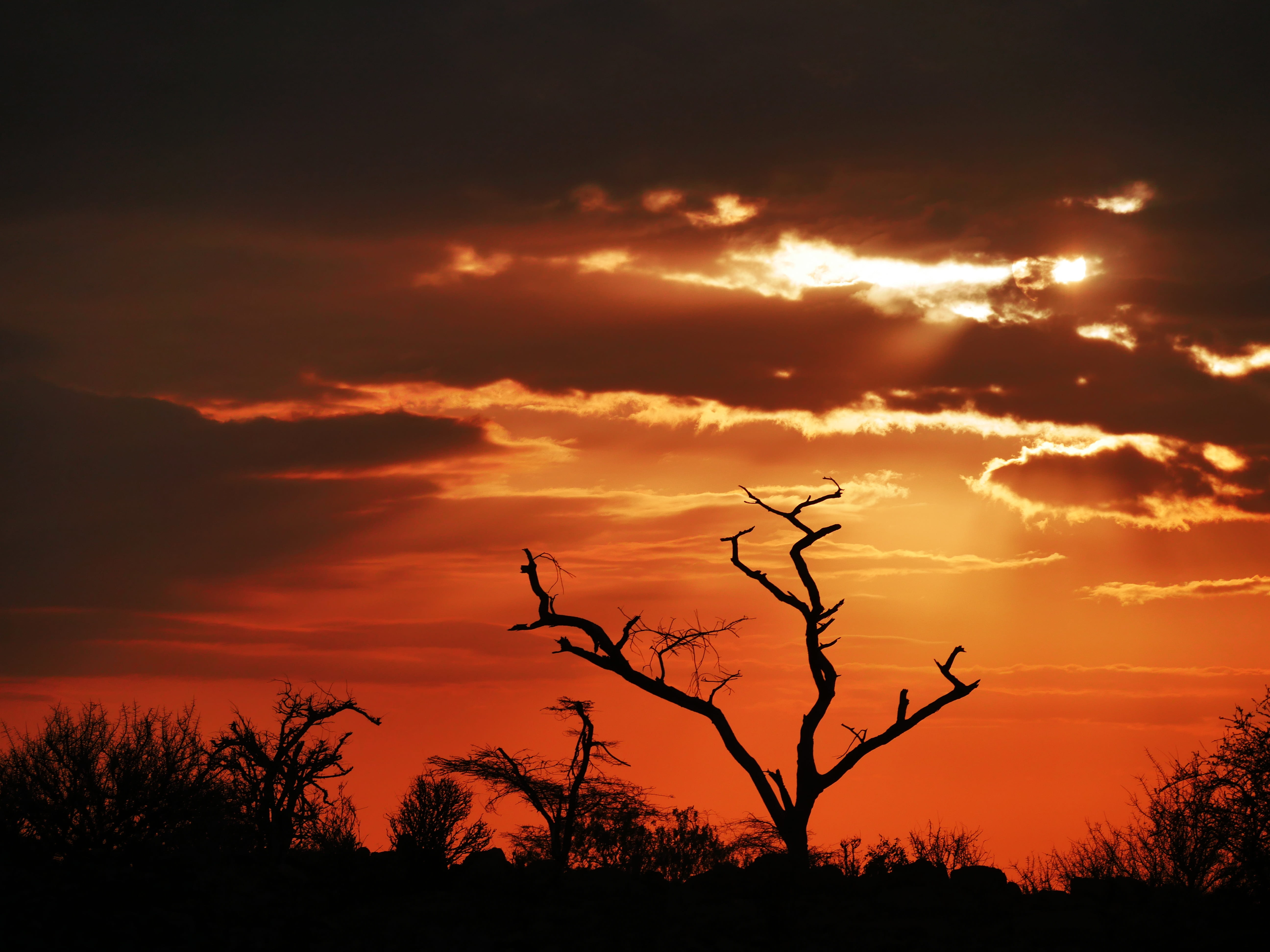 plant, tree, sun, scenics - nature, morgenstimmung, orange, dawn, kenya, sunlight, early tour, romantic sky, outdoors, silhouette, dramatic sky, morning, HD Wallpaper