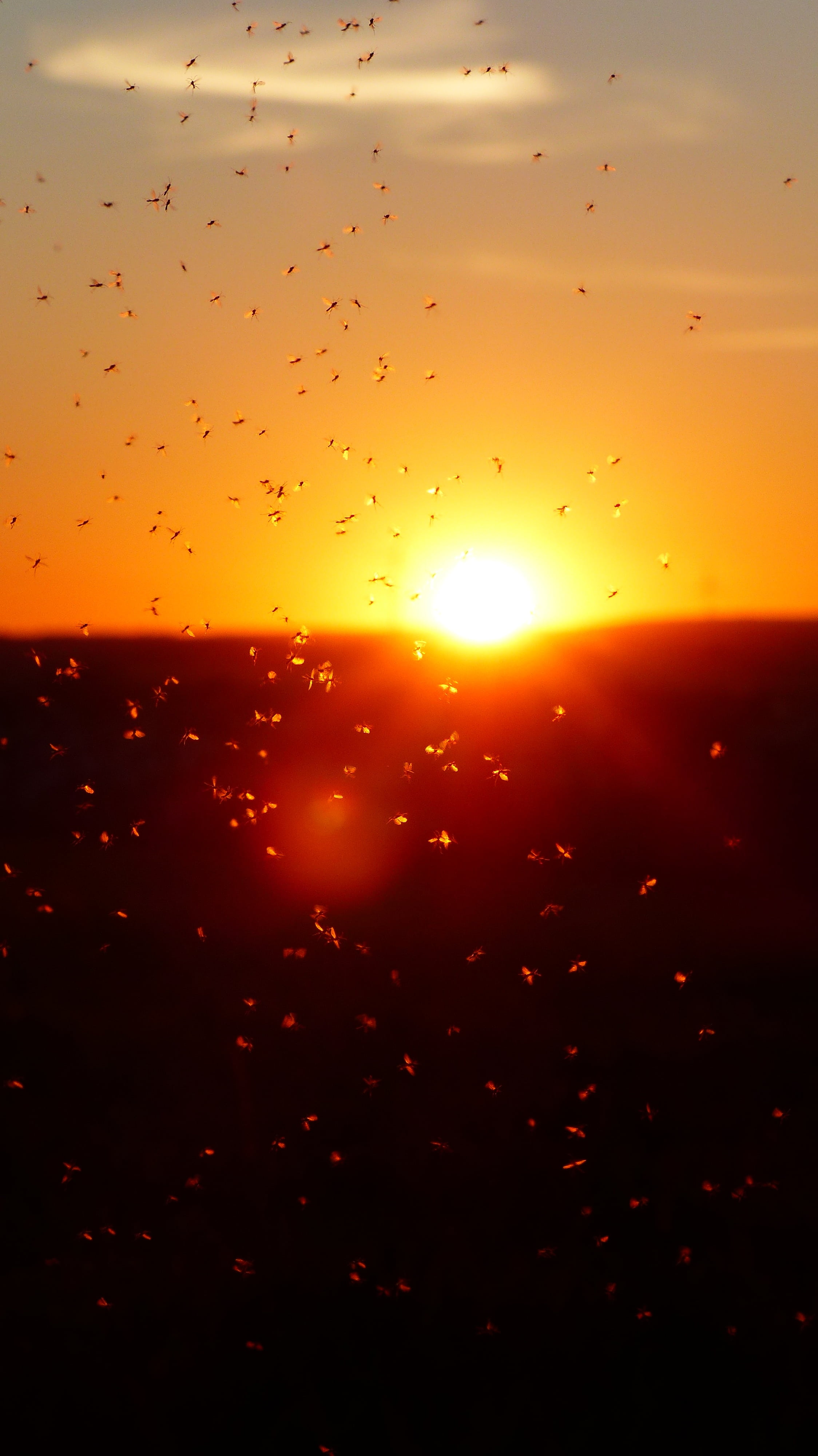 mosquitoes, raindrop, no people, glass, morgenrot, sunset, abendstimmung, transparent, sonnenkugel, drop, sunrise, partner determination, clouds, swarm, Phone HD Wallpaper