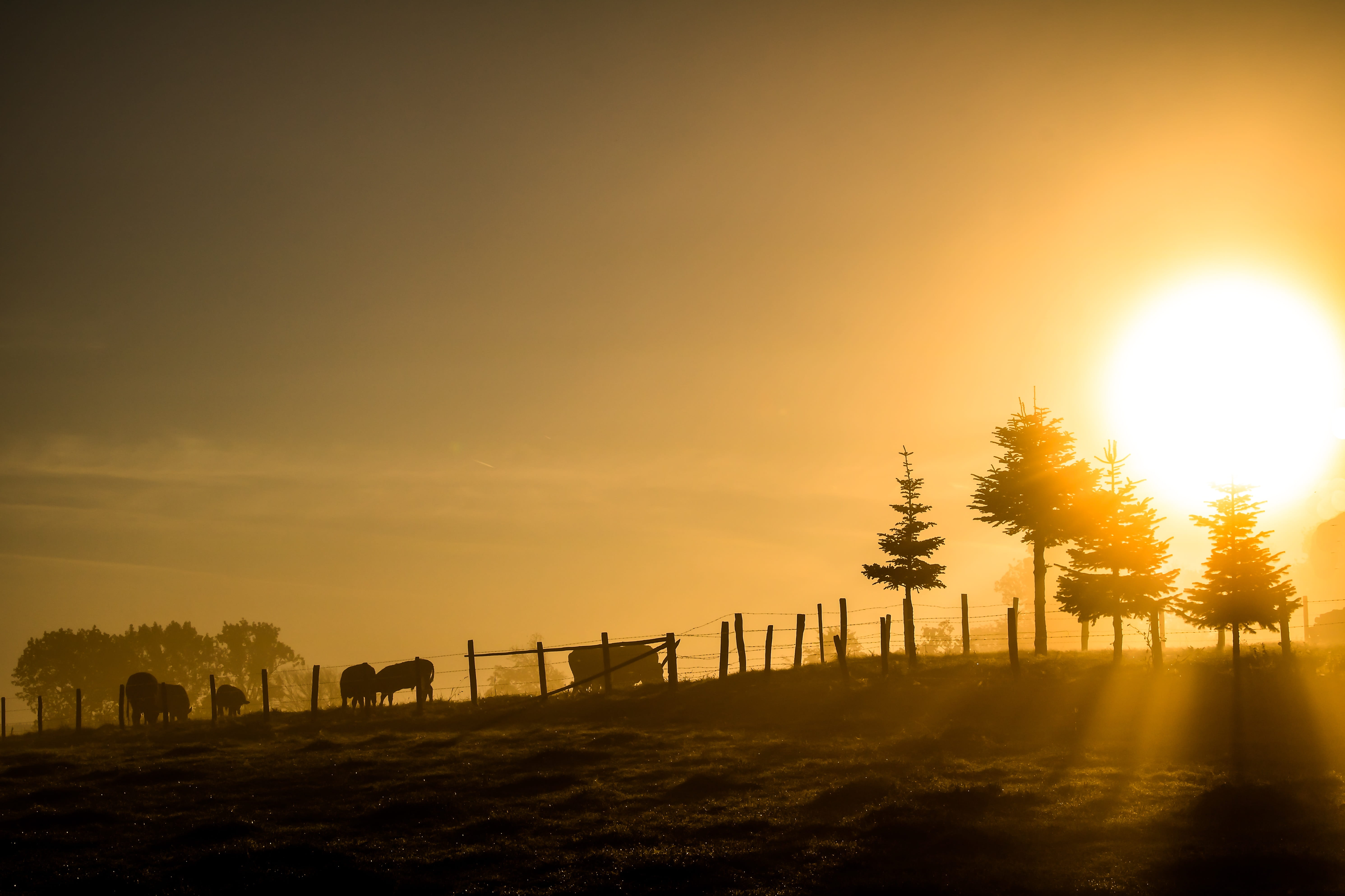 5K, no people, rest, the nature wakes up, tranquil scene, silhouette, livestock, skies, outdoors, environment, landscape, morgenrot, scenics - nature, HD Wallpaper