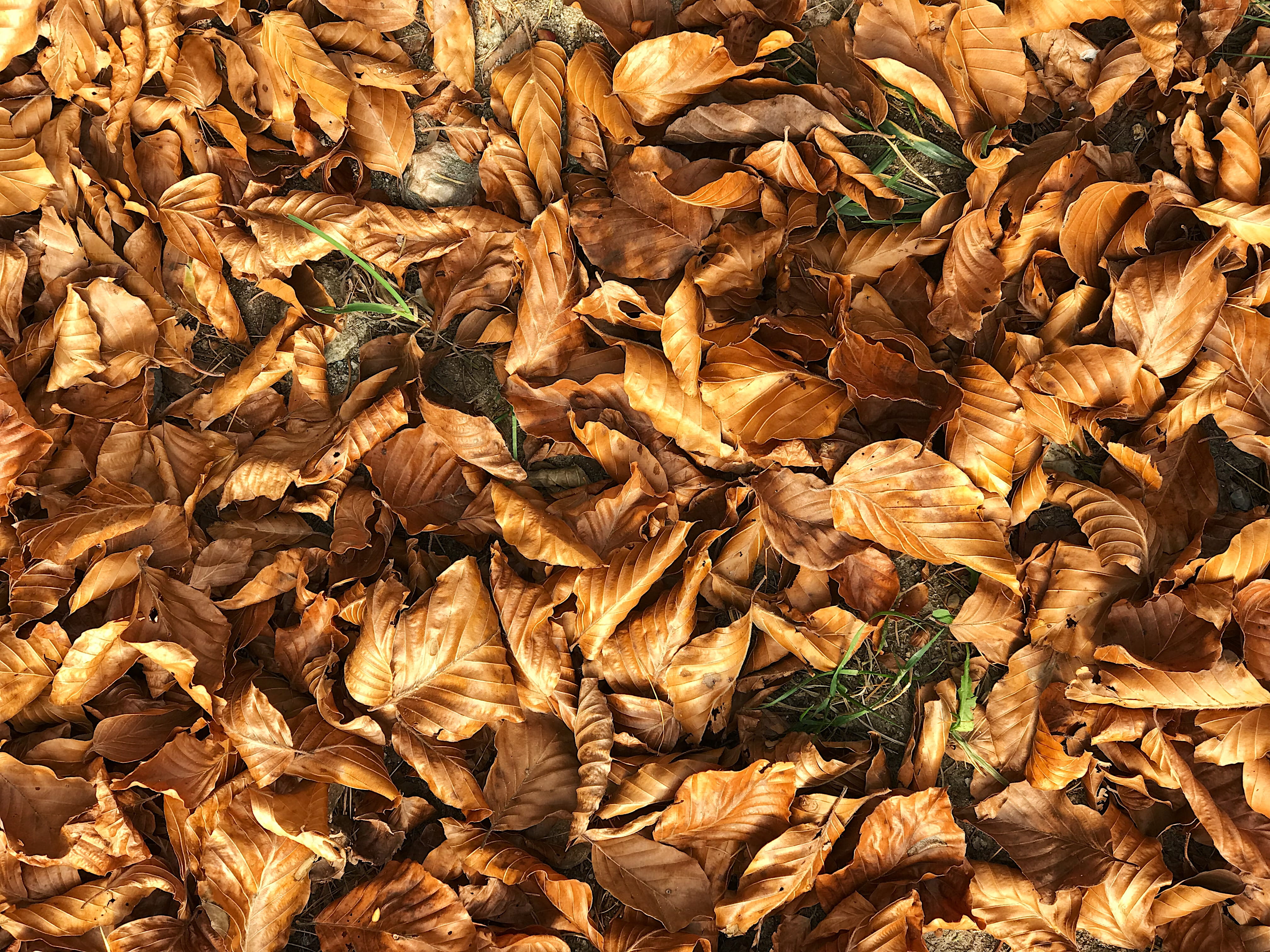 change, autumn collection, plant part, day, autumn, no people, vulnerability, falling, italy, brown, borgo valsugana, dry, leaves, leaf, trees, field, abundance, HD Wallpaper
