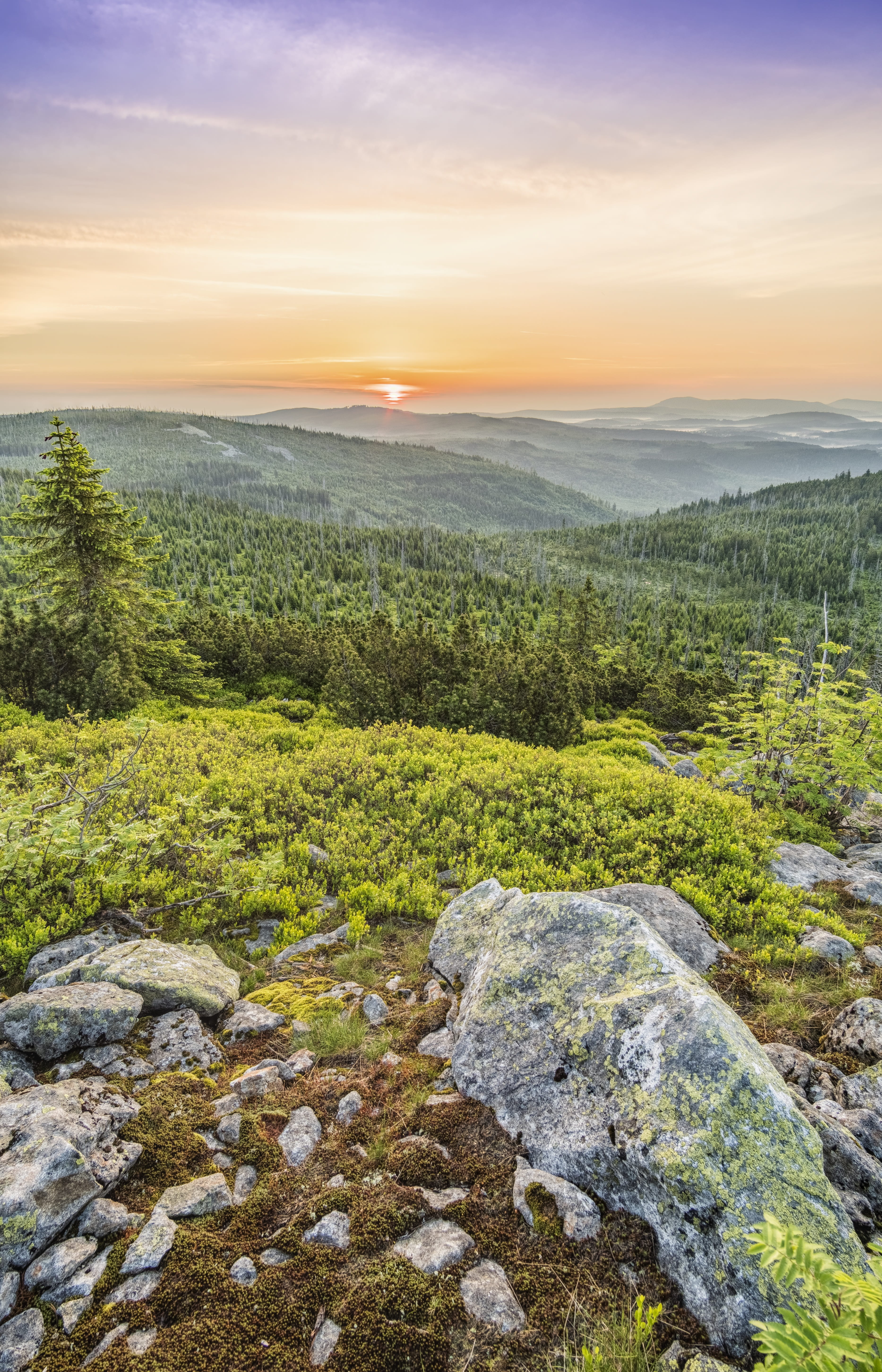 plant, lusen, green color, bavarian forest, morning hour, beautiful, tranquility, beauty in nature, skies, sunset, growth, land, cloud - sky, Phone HD Wallpaper