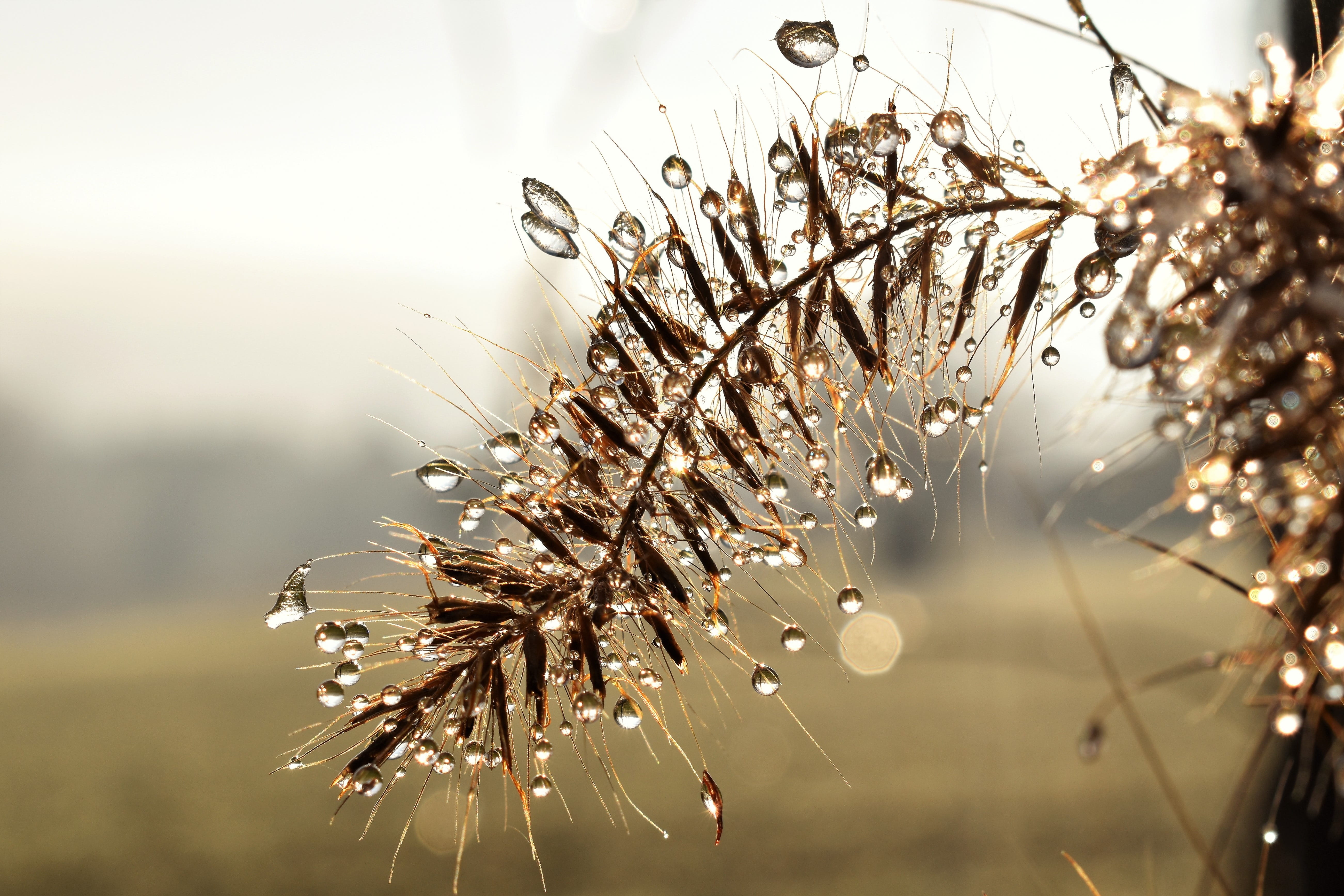 growth, morgenrot, tranquility, beauty in nature, 5K, drop, winter, rain, springtime, water, drop of water, Dewdrop, fragility, plant, freshness, Dew, HD Wallpaper