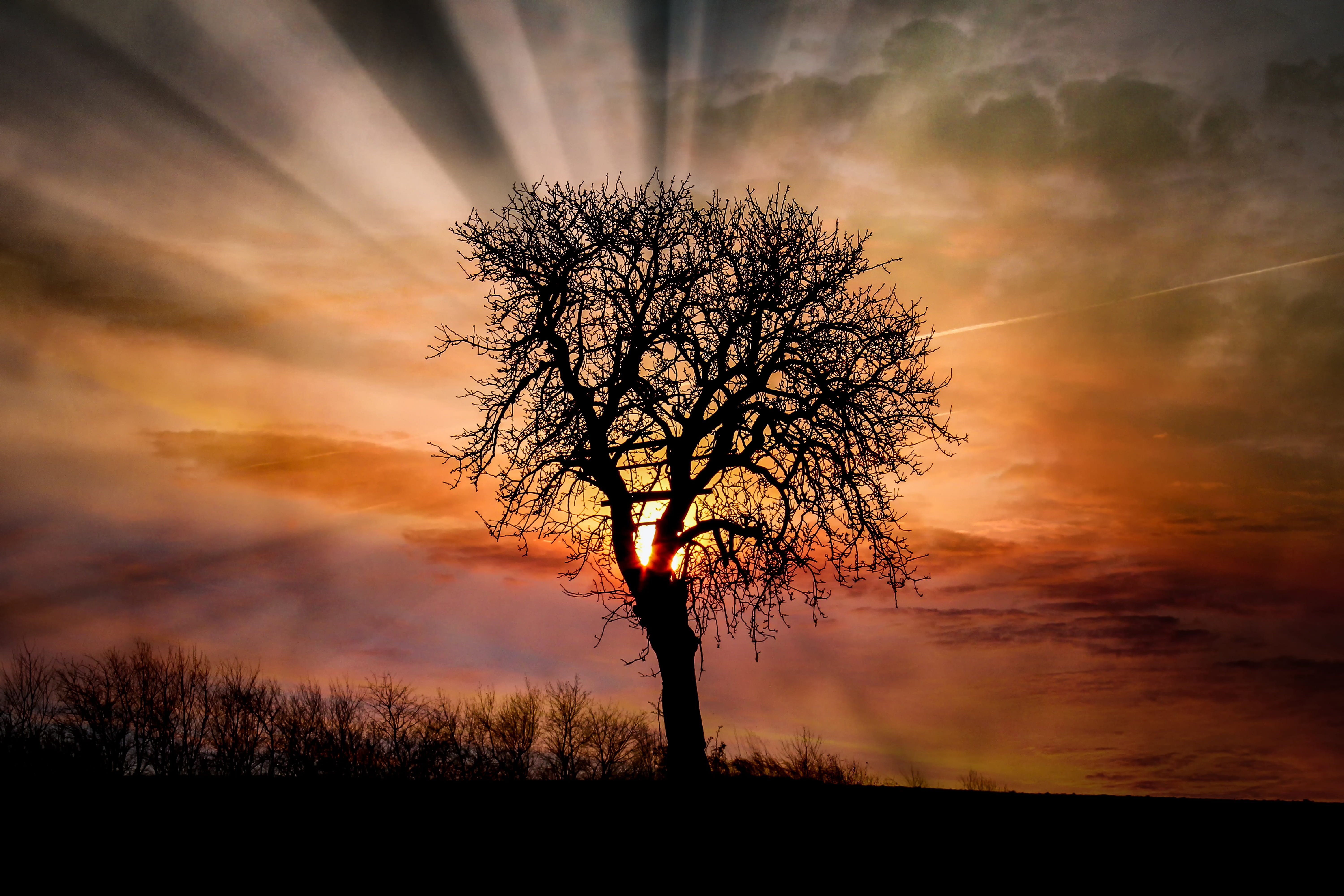plant, tree, silhouette, sunbeam, outdoors, sky, no people, rays, romantic sky, cloud, light beam, dramatic sky, 5K, sundays, orange color, dusk, light, HD Wallpaper