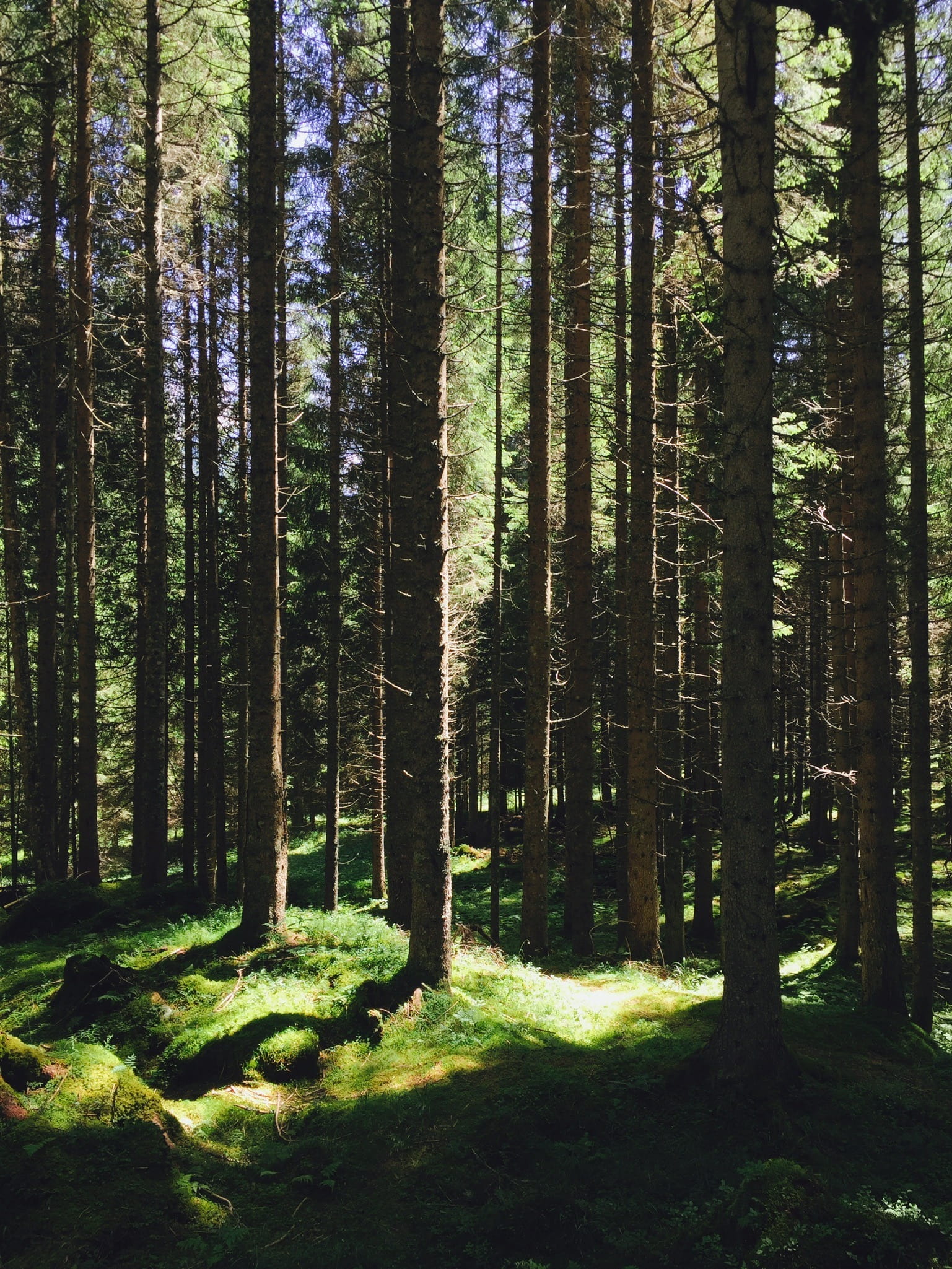 beauty in nature, tranquil scene, plant, day, tree, trunk, 1080P, mountain, outdoors, scenics - nature, italy, nature, coniferous tree, sun, san martino di castrozza, Phone HD Wallpaper