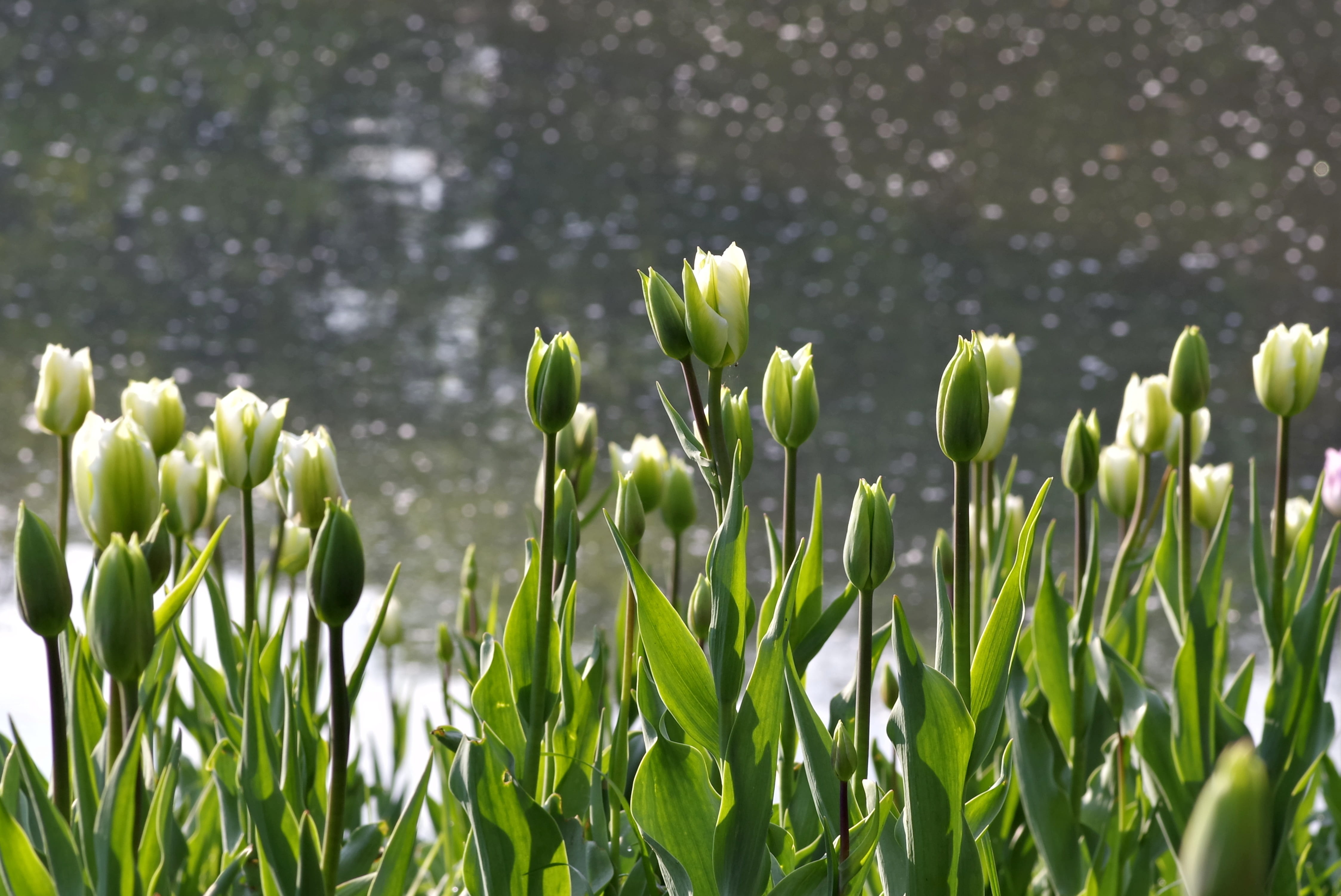 rabatka, vulnerability, spring, green color, grass, growth, no people, tulips, flower cup, flower head, plant stem, garden, springtime, jagged, plant, plants, HD Wallpaper