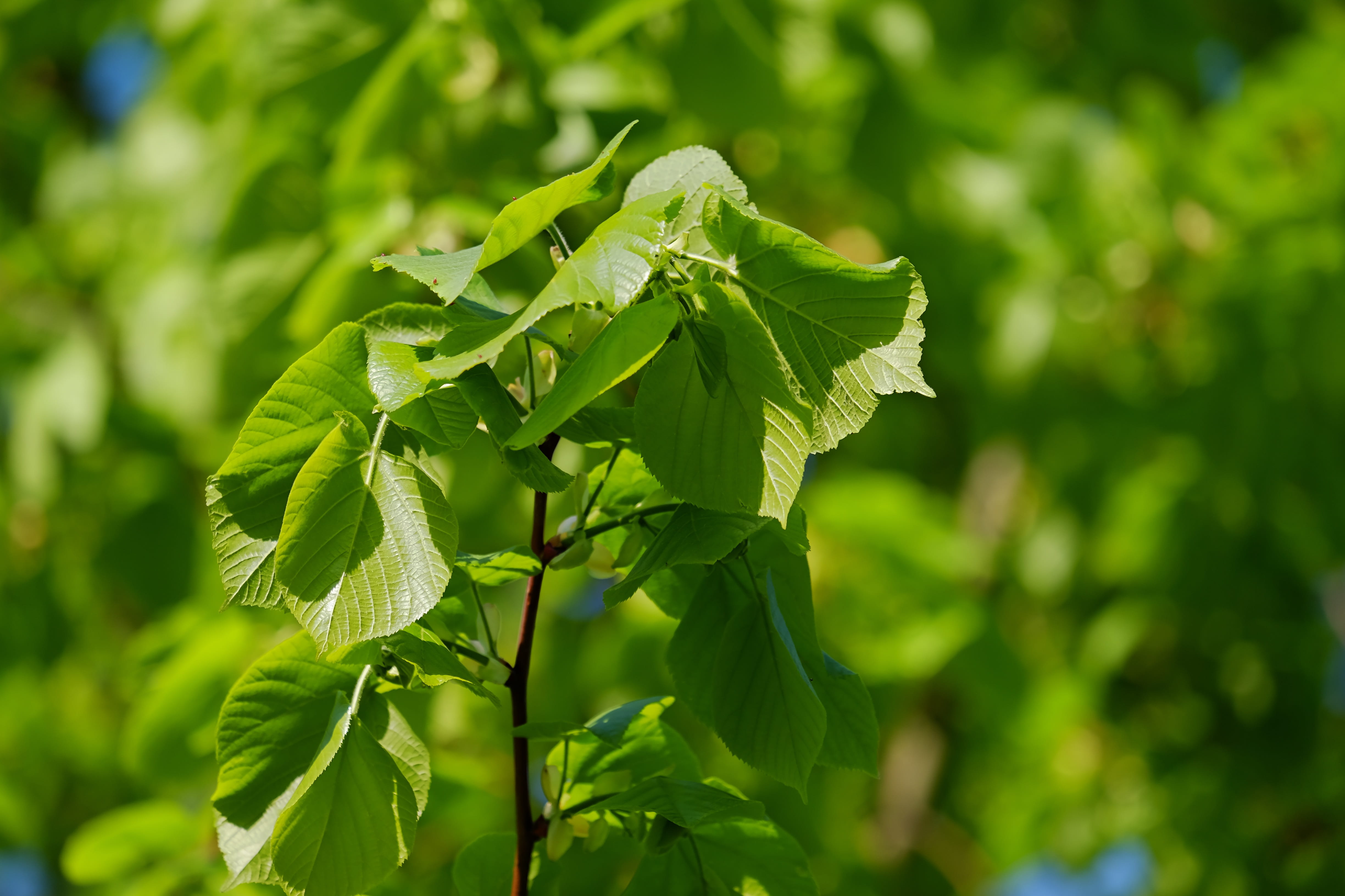 day, selective, food and drink, sunlight, branch, leafed, freshness, photography, jagged, 4K, close-up, tranquility, beauty in nature, foliage, mallow, HD Wallpaper
