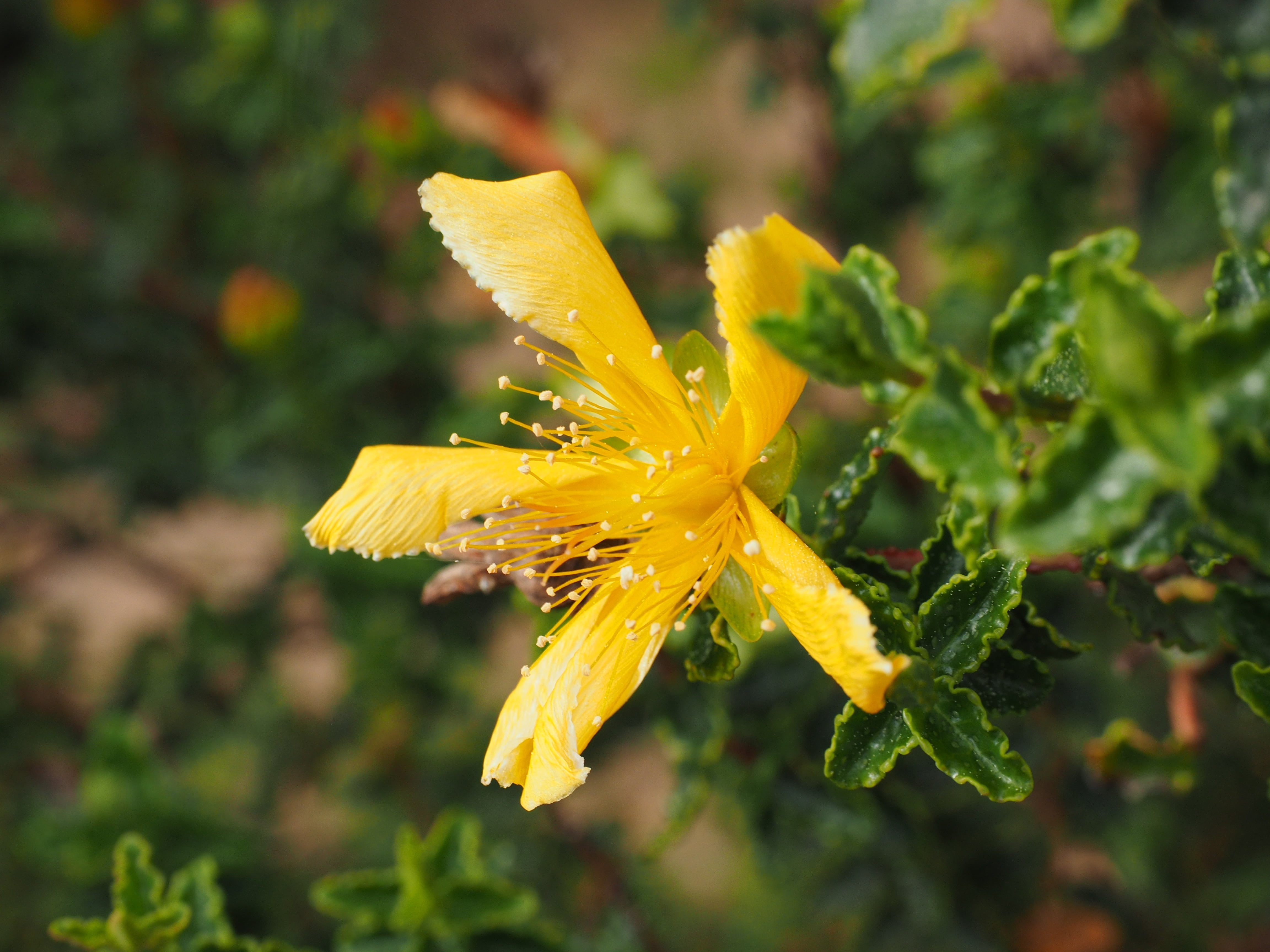flower head, bloom, plant, growth, no people, focus on foreground, yellow, flower, pollen, balearic islands st johns wort, drop, vulnerability, season, HD Wallpaper