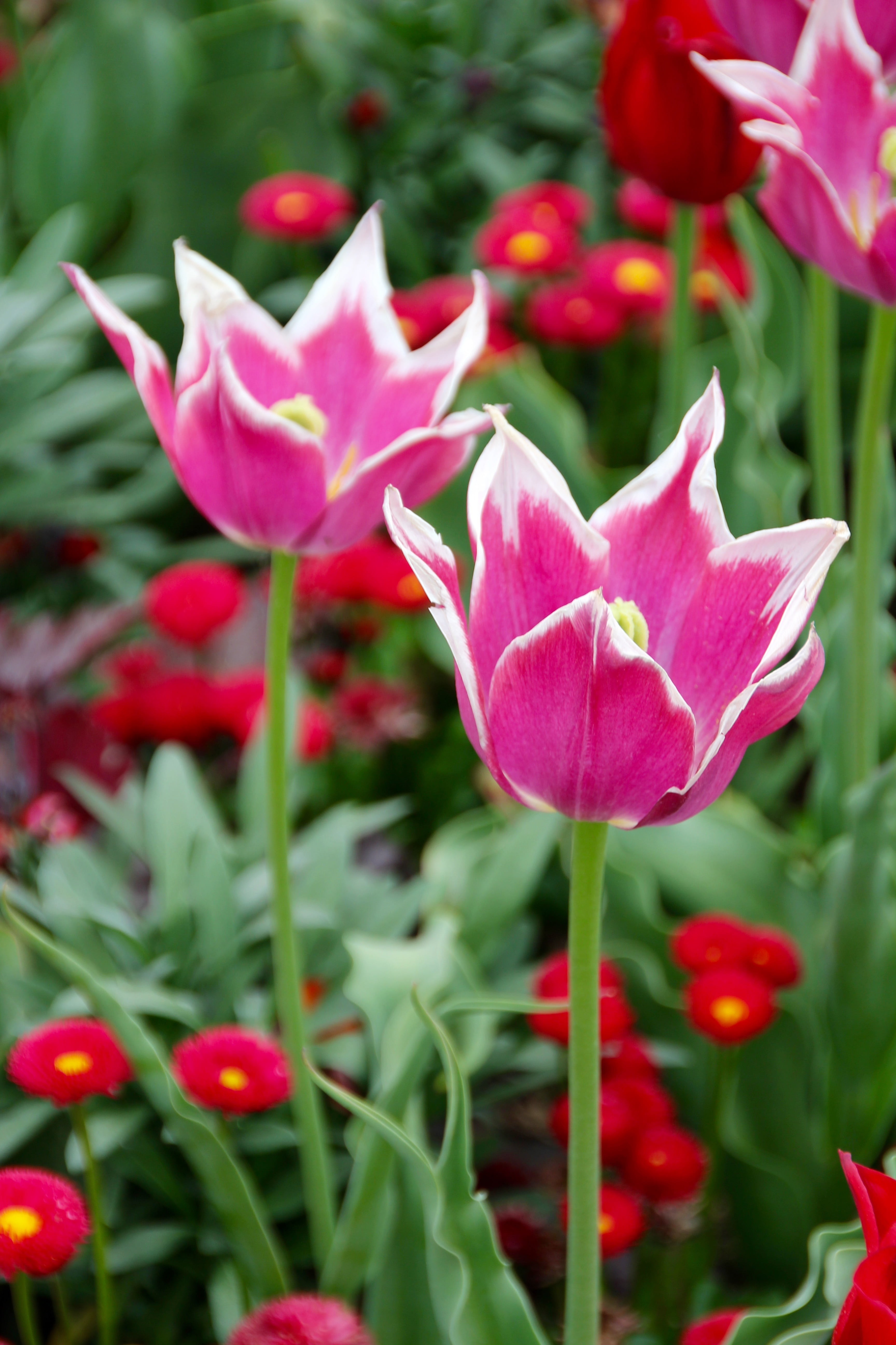 close-up, focus on foreground, nature, petal, no people, jagged edge, flower, growth, 5K, fragility, freshness, flowerbed, tulips, day, vulnerability, Phone HD Wallpaper