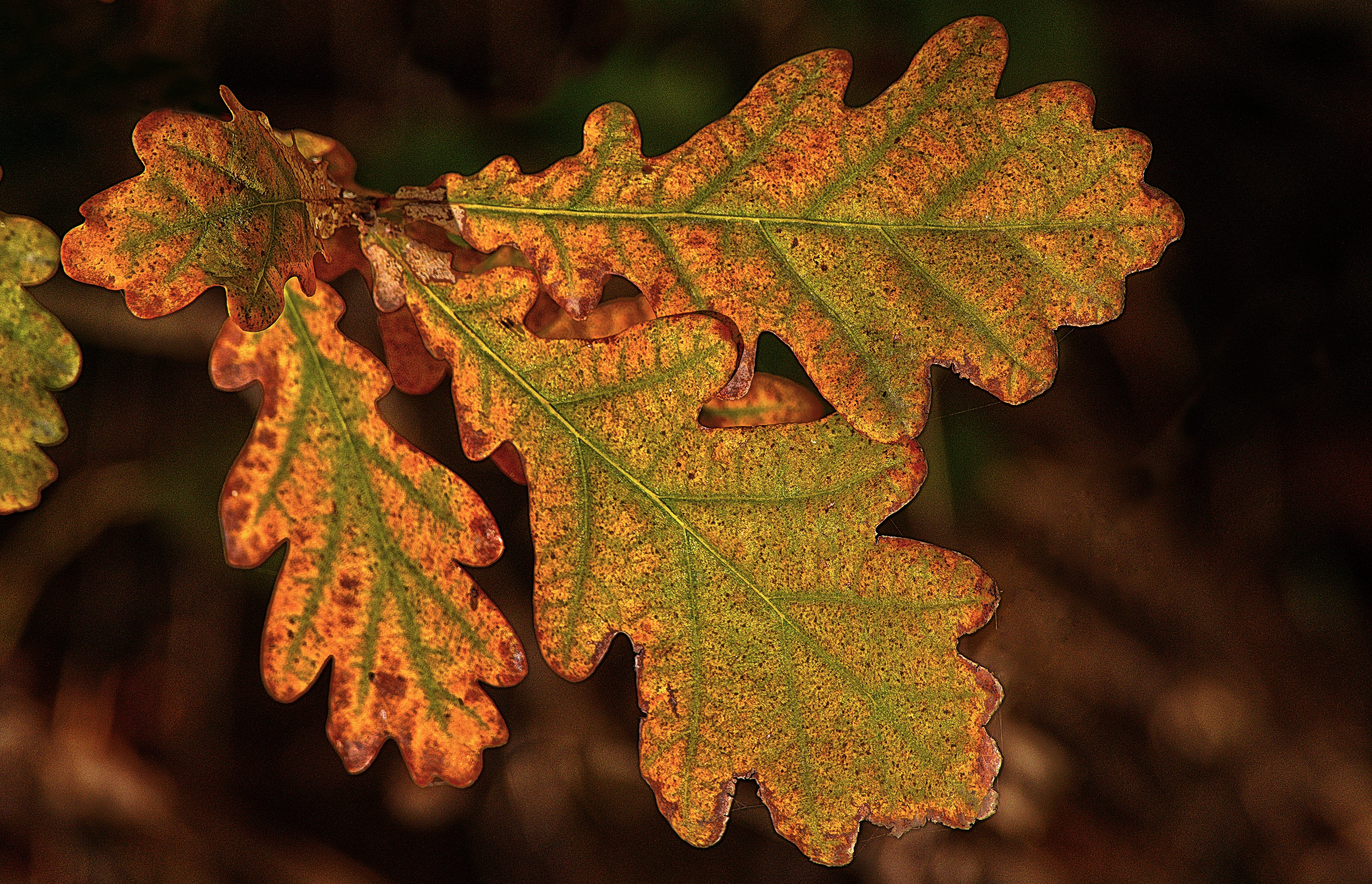 autumn leaf, grape, nature, atmosphere, close up, dry, plant, mood, focus on foreground, maple leaf, change, food, leaf coloring, close-up, day, illuminated, HD Wallpaper