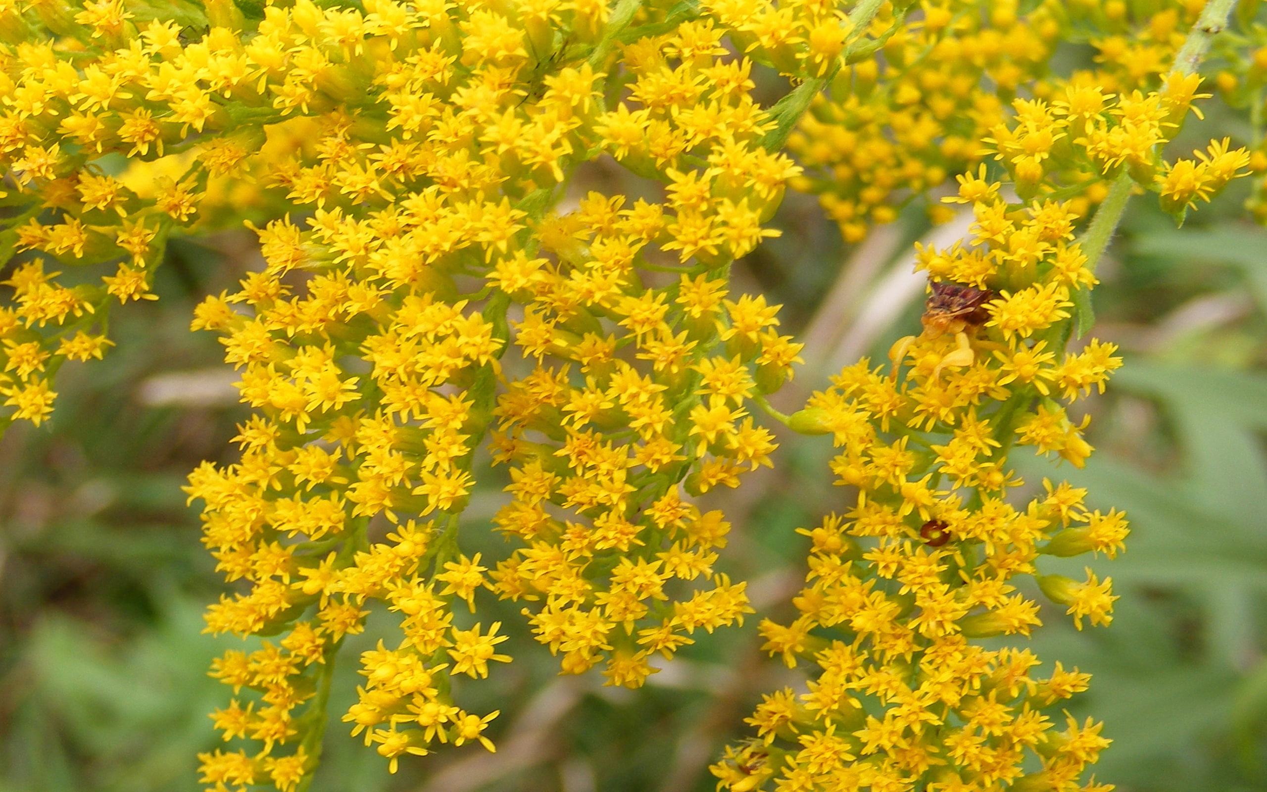 jagged, ambush, 2K, bugs, goldenrod, HD Wallpaper
