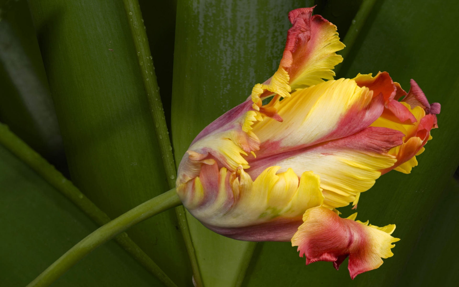tulip, fragility, springtime, colors, flower Head, no people, petal, outdoors, pink Color, blossom, day, green Color, flower, beauty In Nature, leaves, HD Wallpaper