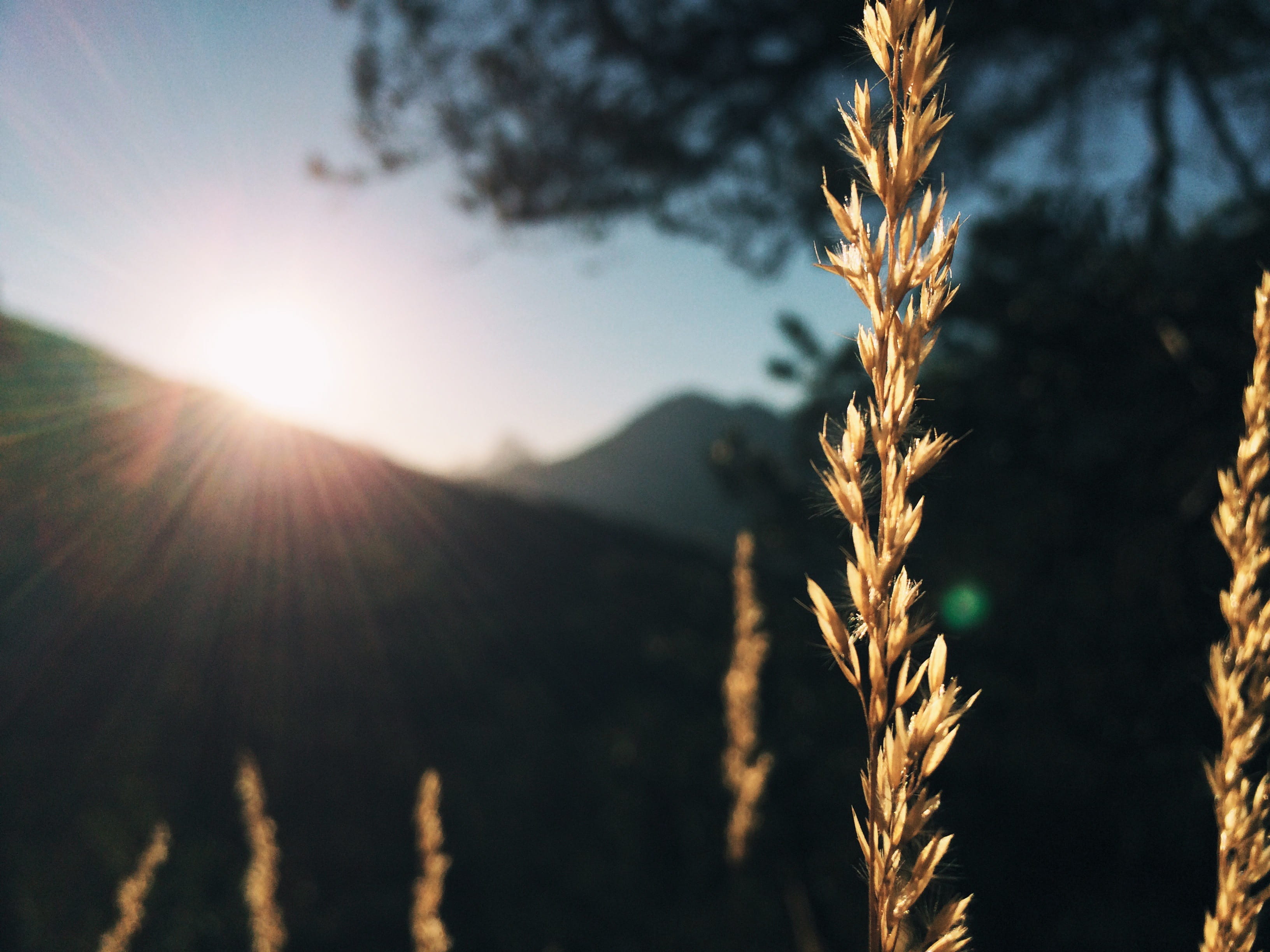 brightly lit, cereal plant, sunbeam, nature, lens flare, environment, rural scene, landscape, land, mountain, sky, borca di cadore, no people, 2K, crop, HD Wallpaper