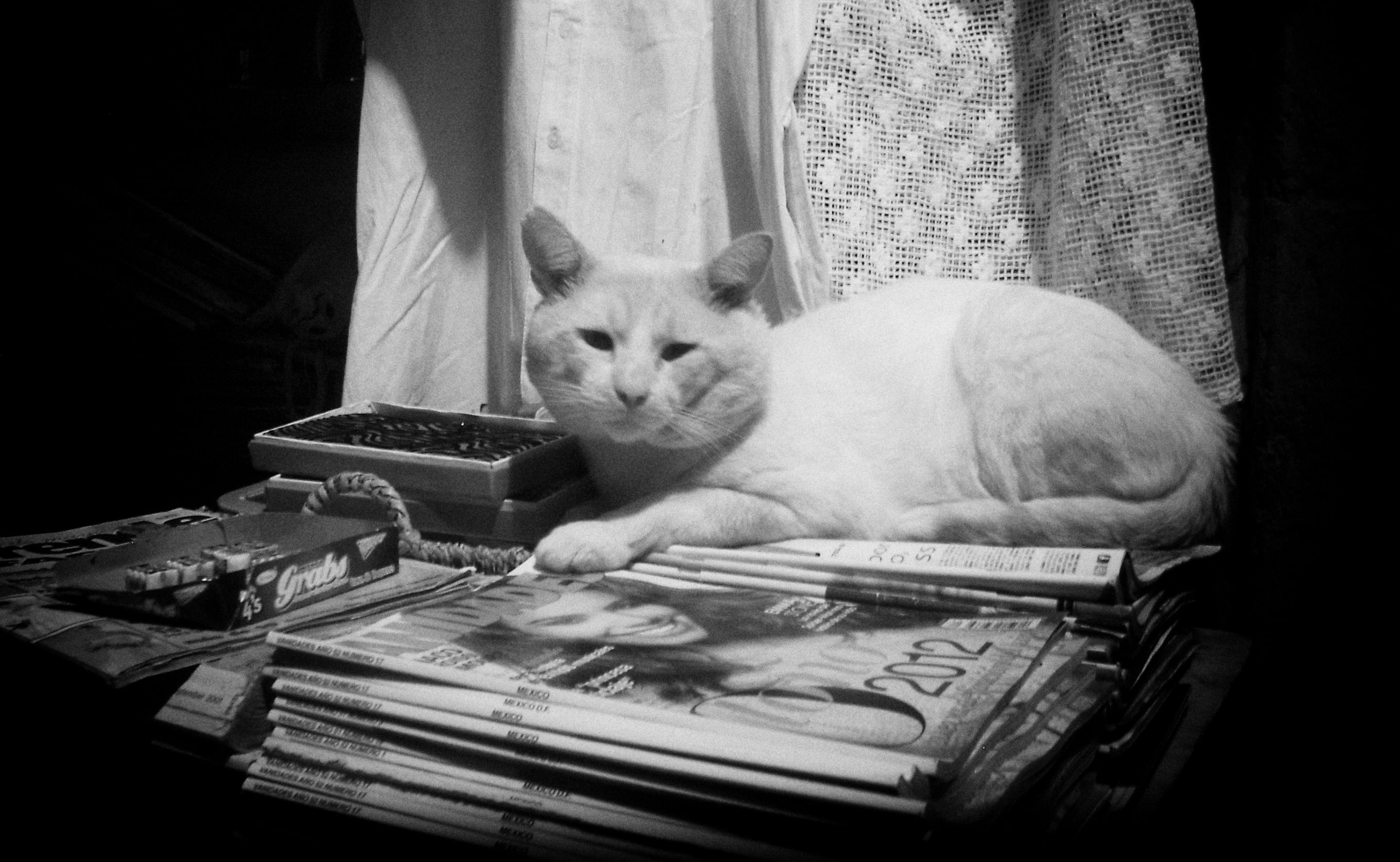 domestic cat, gato, Vintage, indoors, blackwhite, pets, ldlnoir, 2K, Animal, mammal, revista, Street, fotografiablancoynegro, no people, Retro, vertebrate, HD Wallpaper